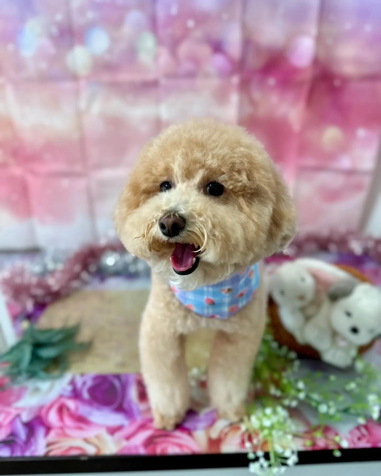 トリミングに来てくれたわんこさんです🎶