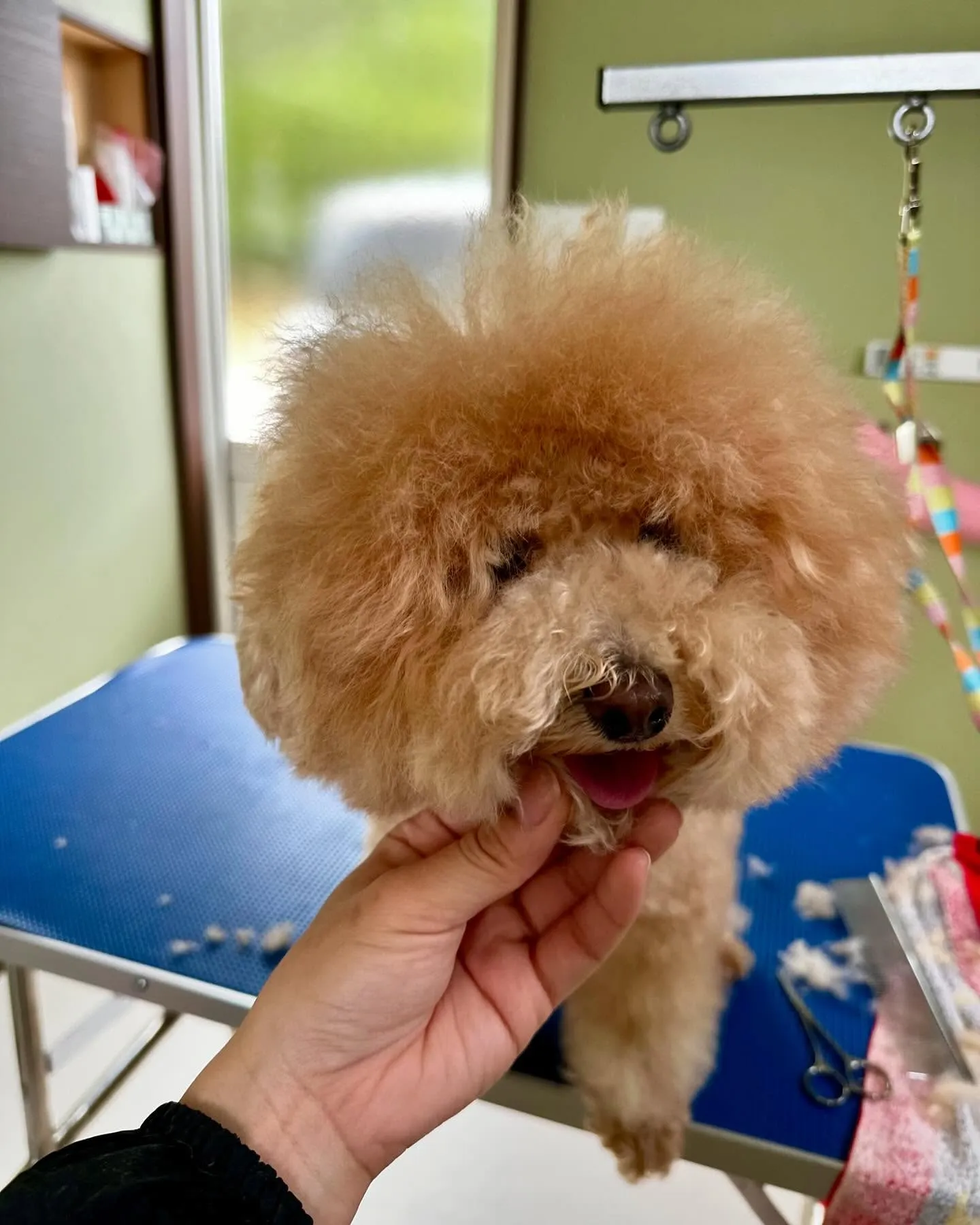 トリミングに来てくれたわんこさんです🎶