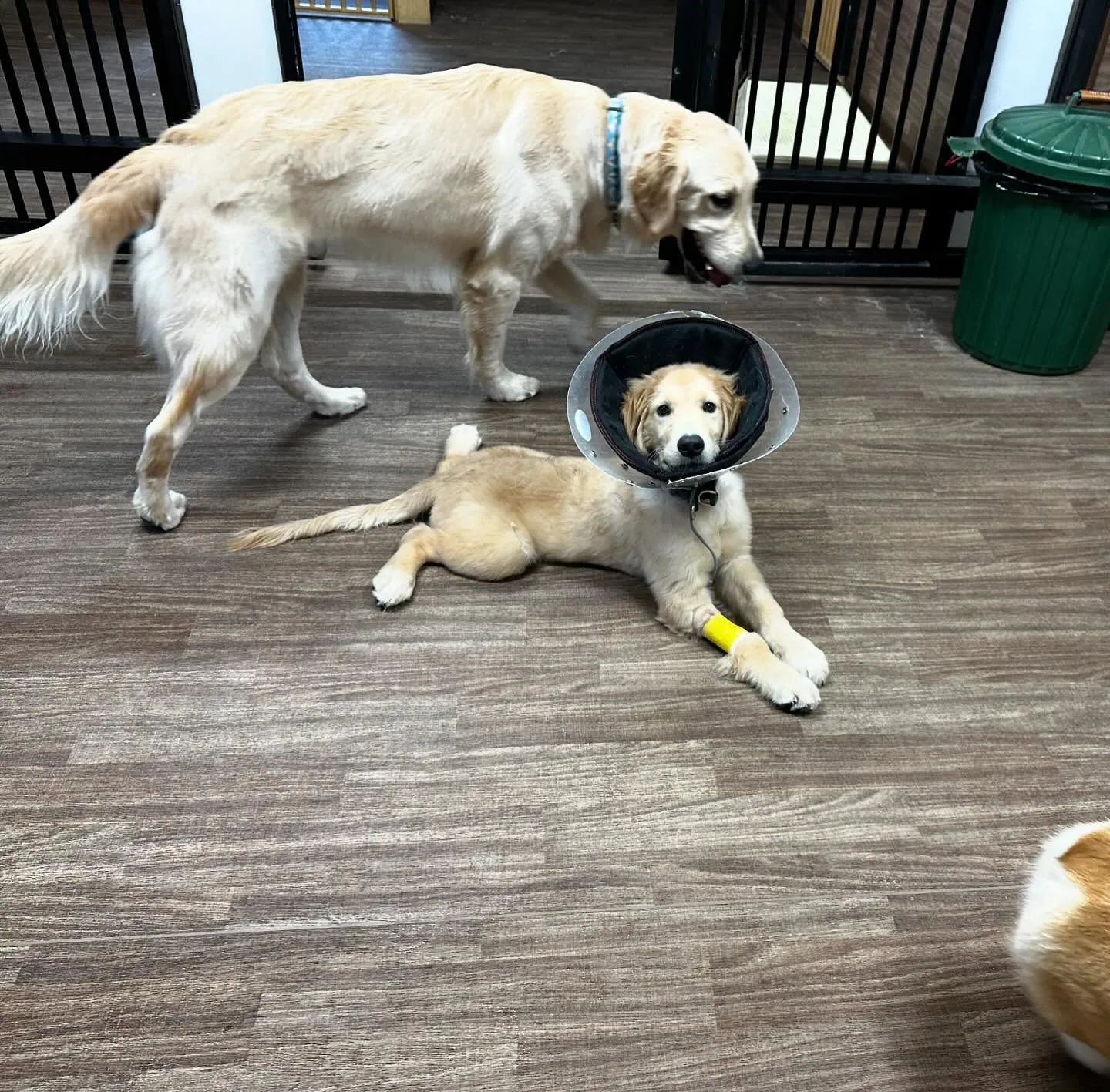 入会してくれたソルくんです🎶