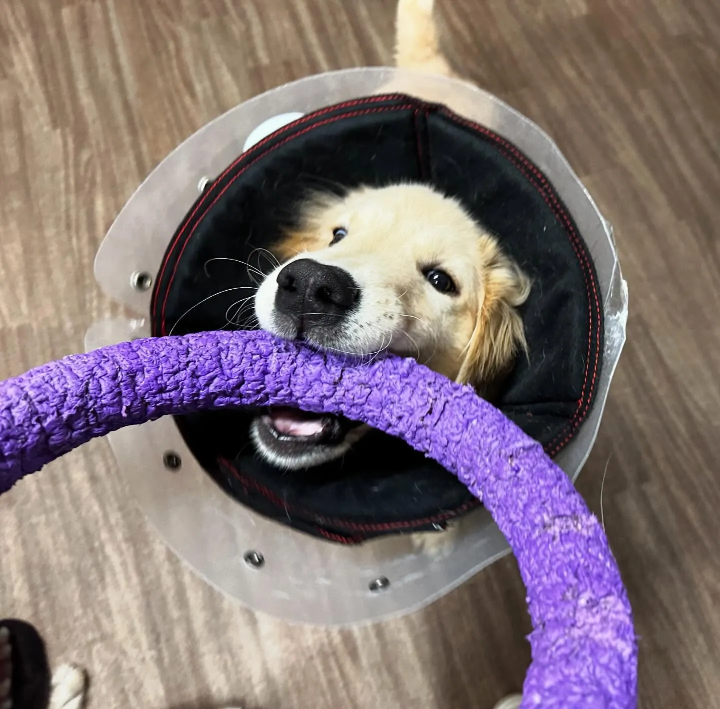 入会してくれたソルくんです🎶