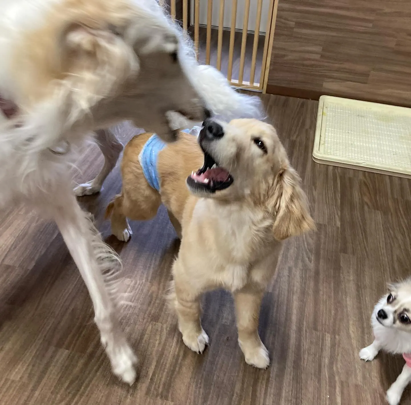 入会してくれたソルくんです🎶