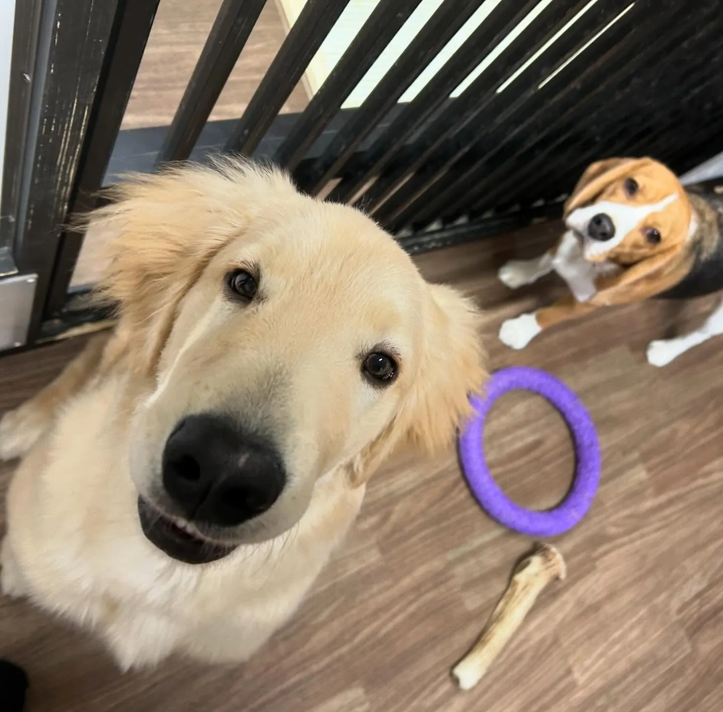 入会してくれたソルくんです🎶