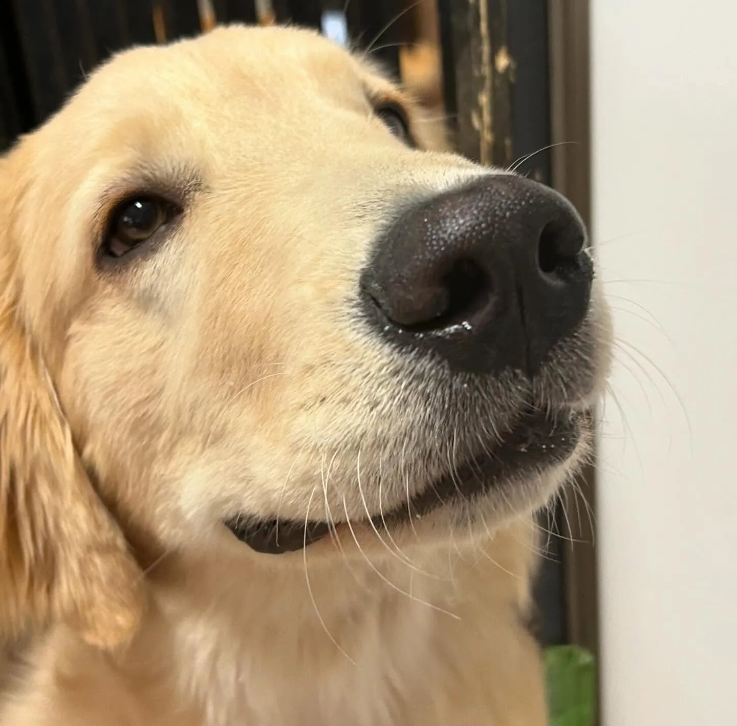 入会してくれたソルくんです🎶