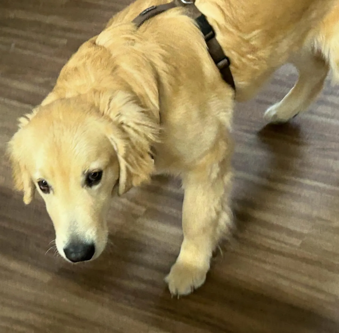 入会してくれたソルくんです🎶