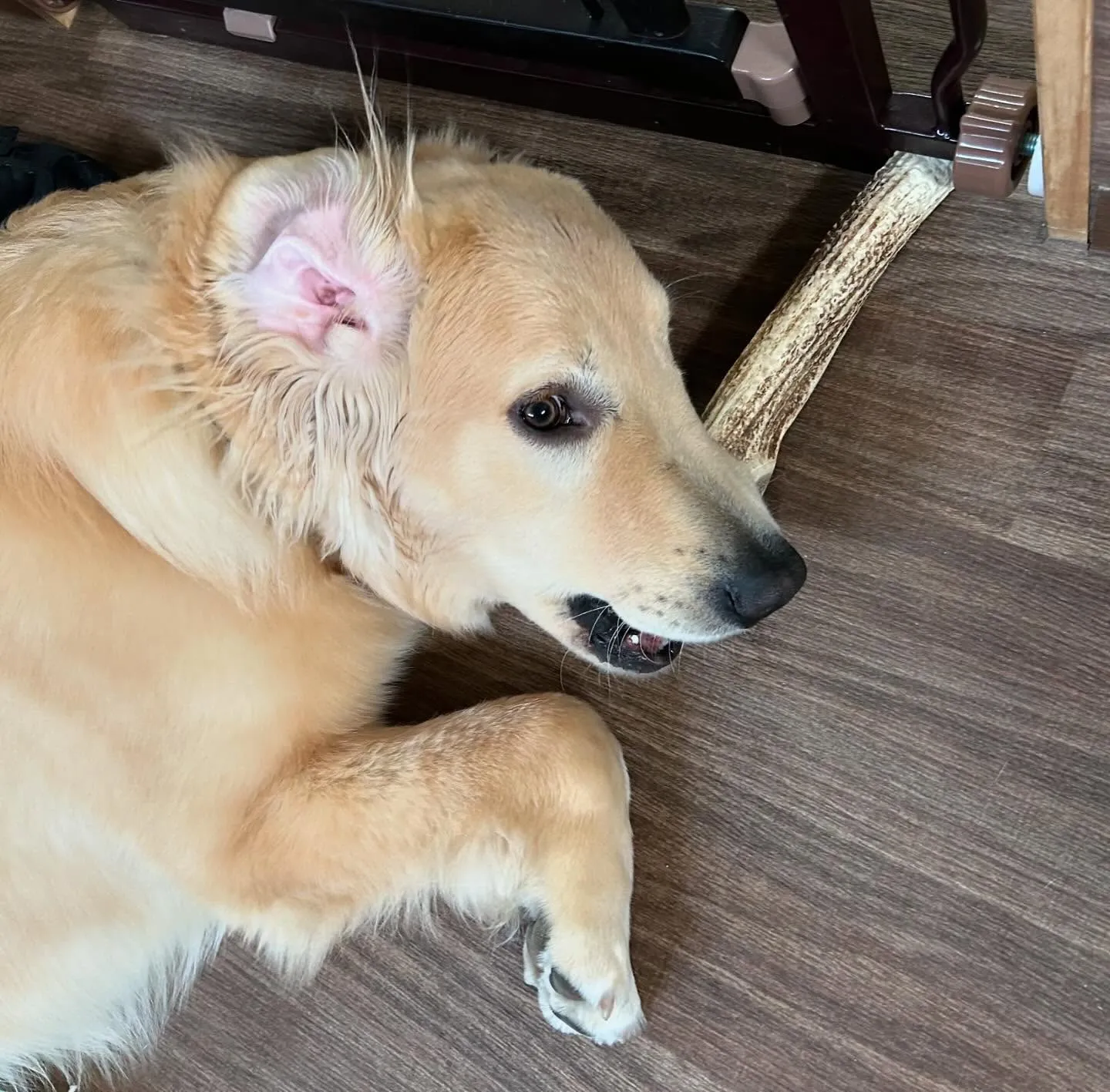 入会してくれたソルくんです🎶