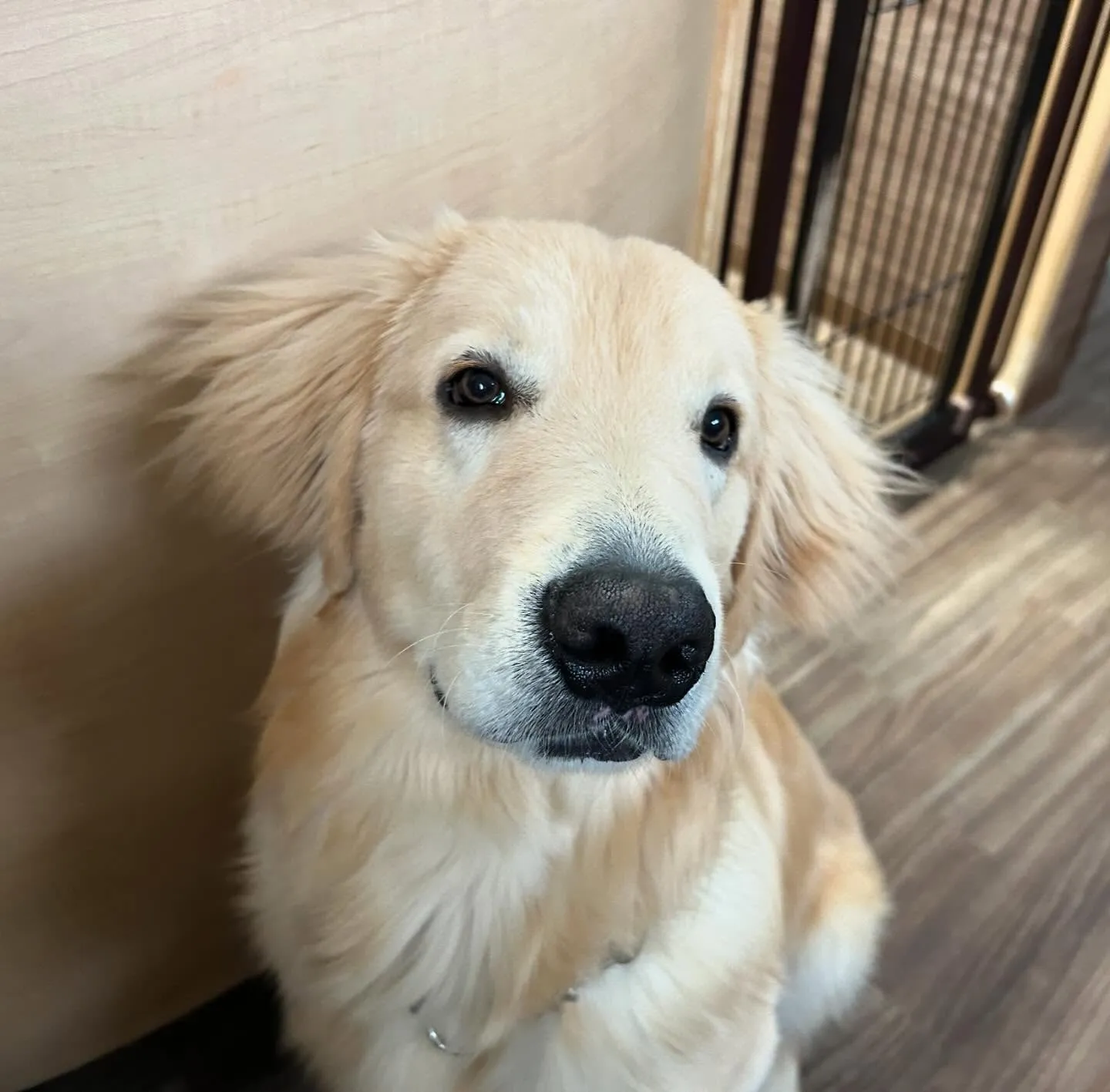 入会してくれたソルくんです🎶