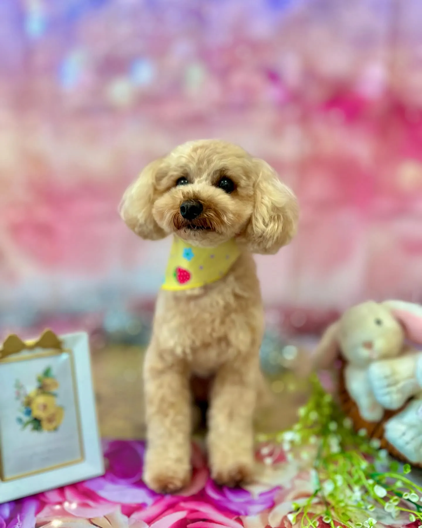 トリミングに来てくれたわんこさんです🎶