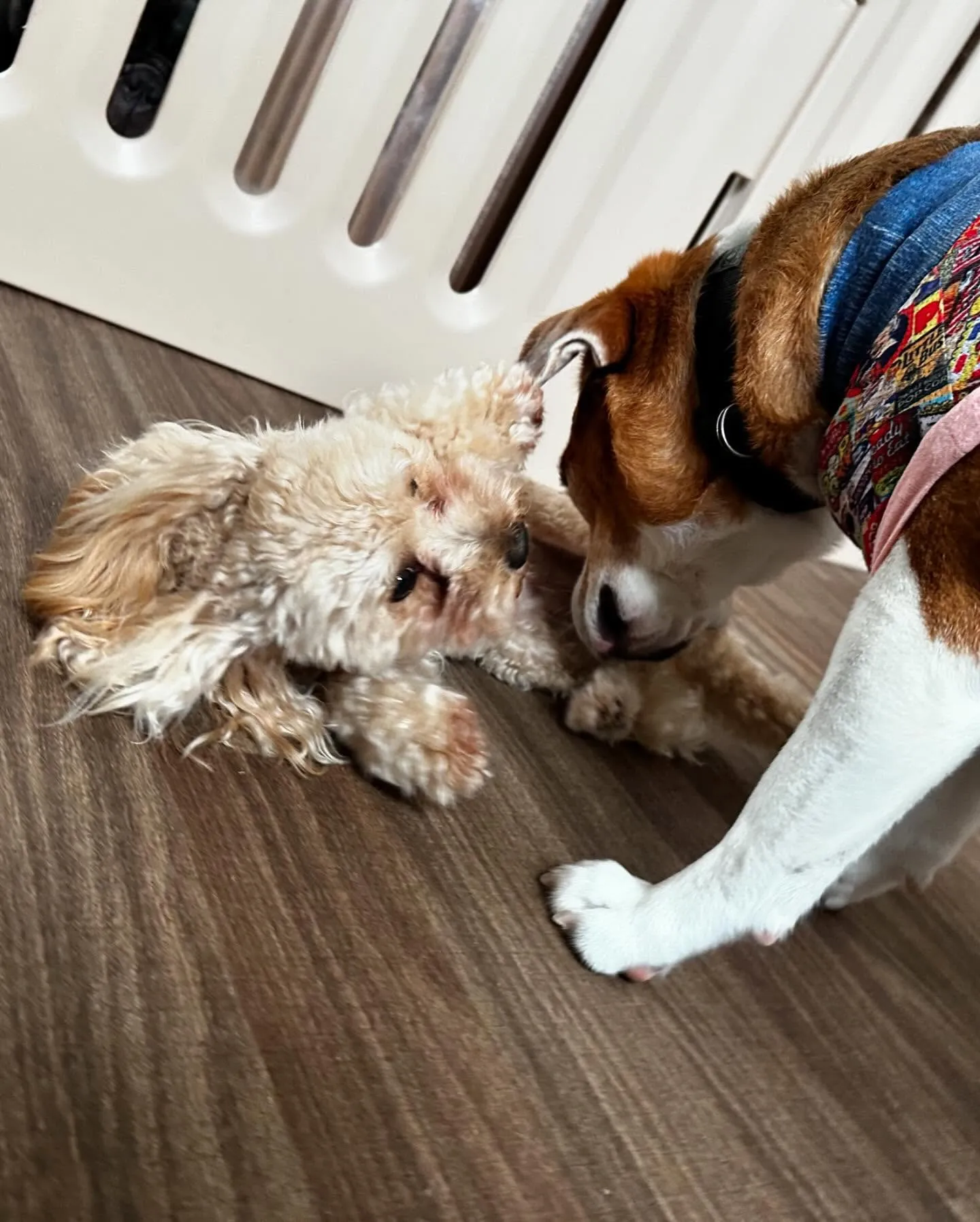 トリミングに来てくれたわんこさんです🎶