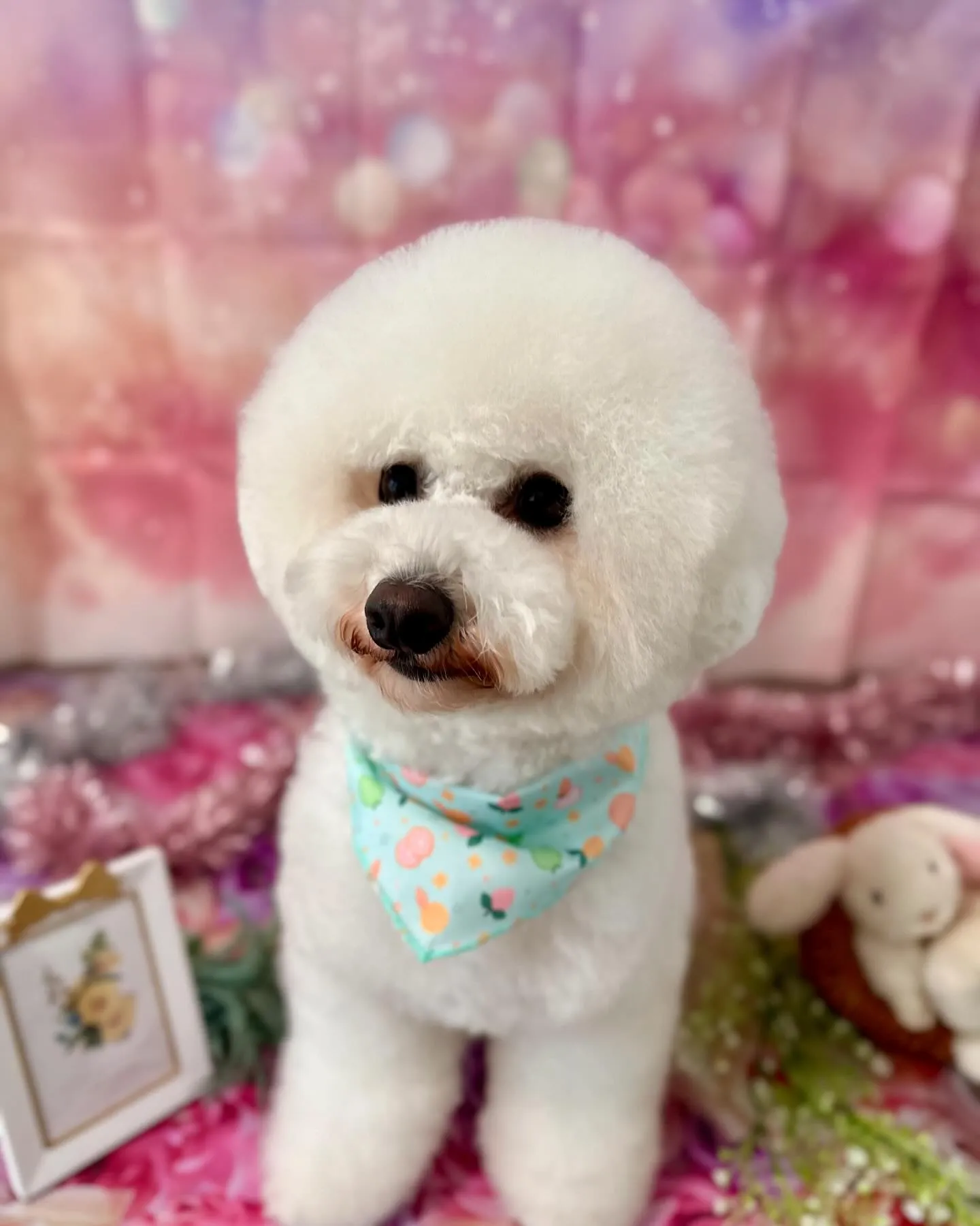 トリミングに来てくれたわんこさんです🎶