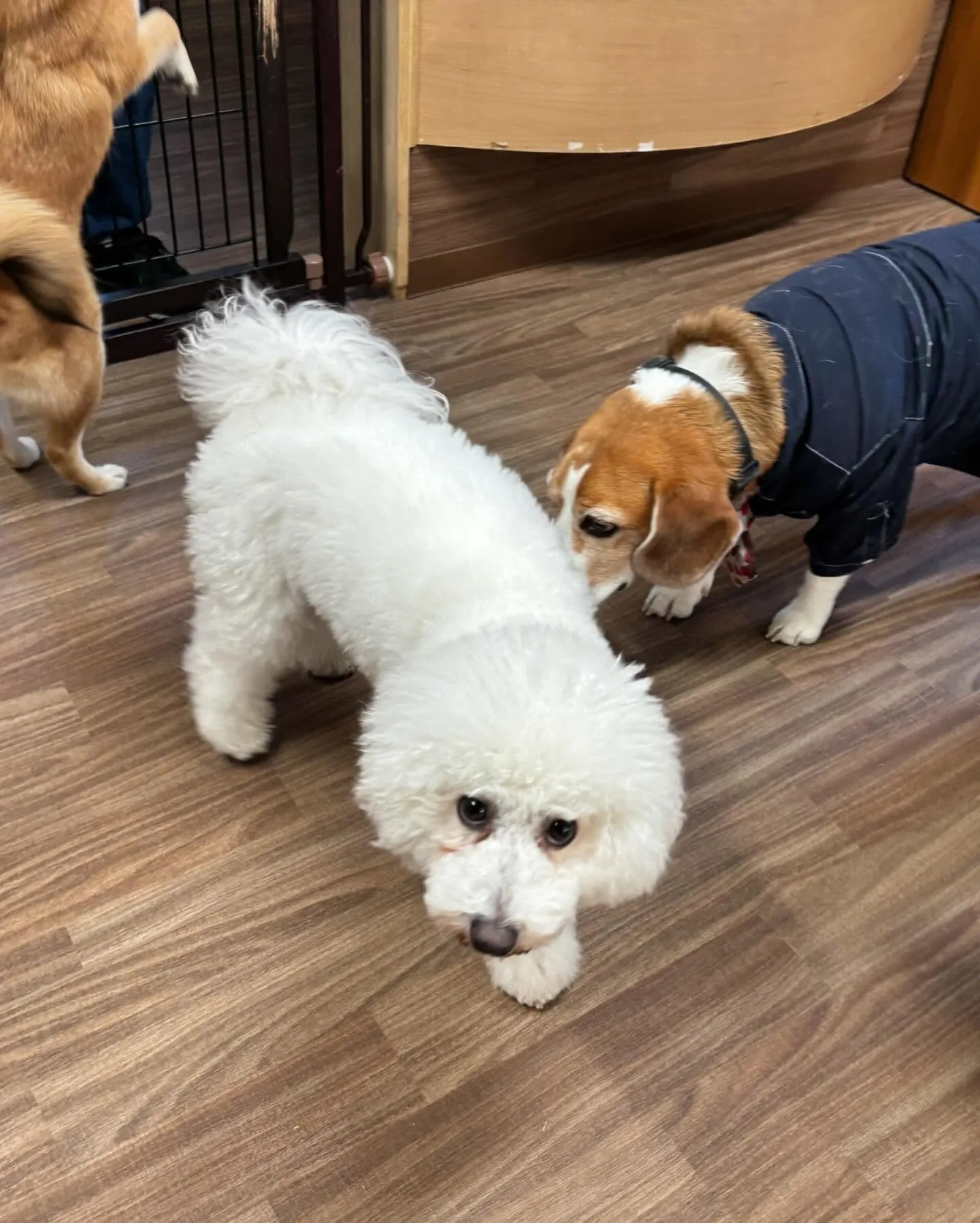 トリミングに来てくれたわんこさんです🎶