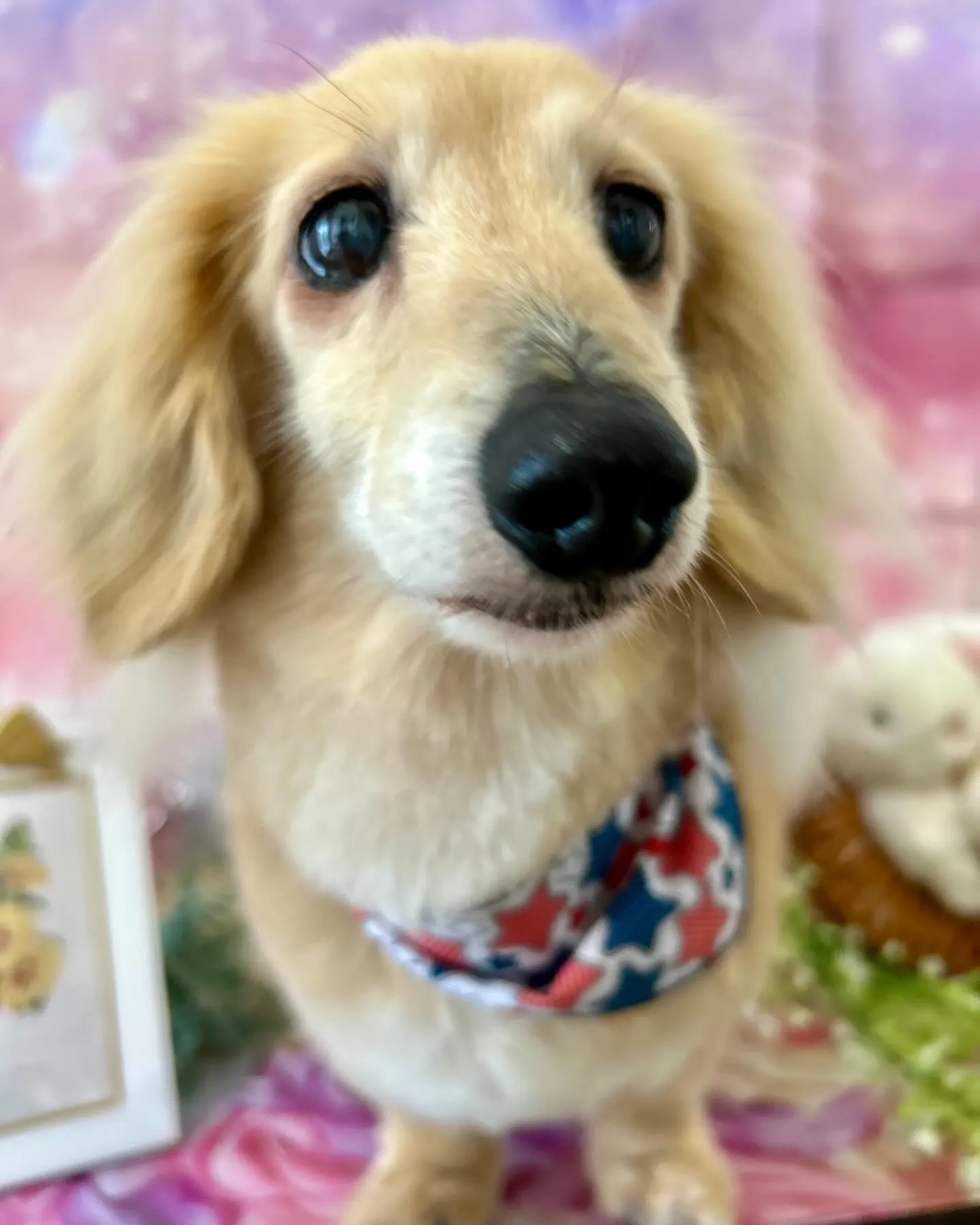 トリミングに来てくれたわんこさんです🎶