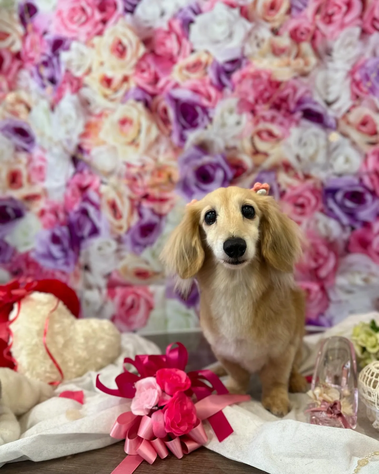 トリミングに来てくれたわんこさんです🎶