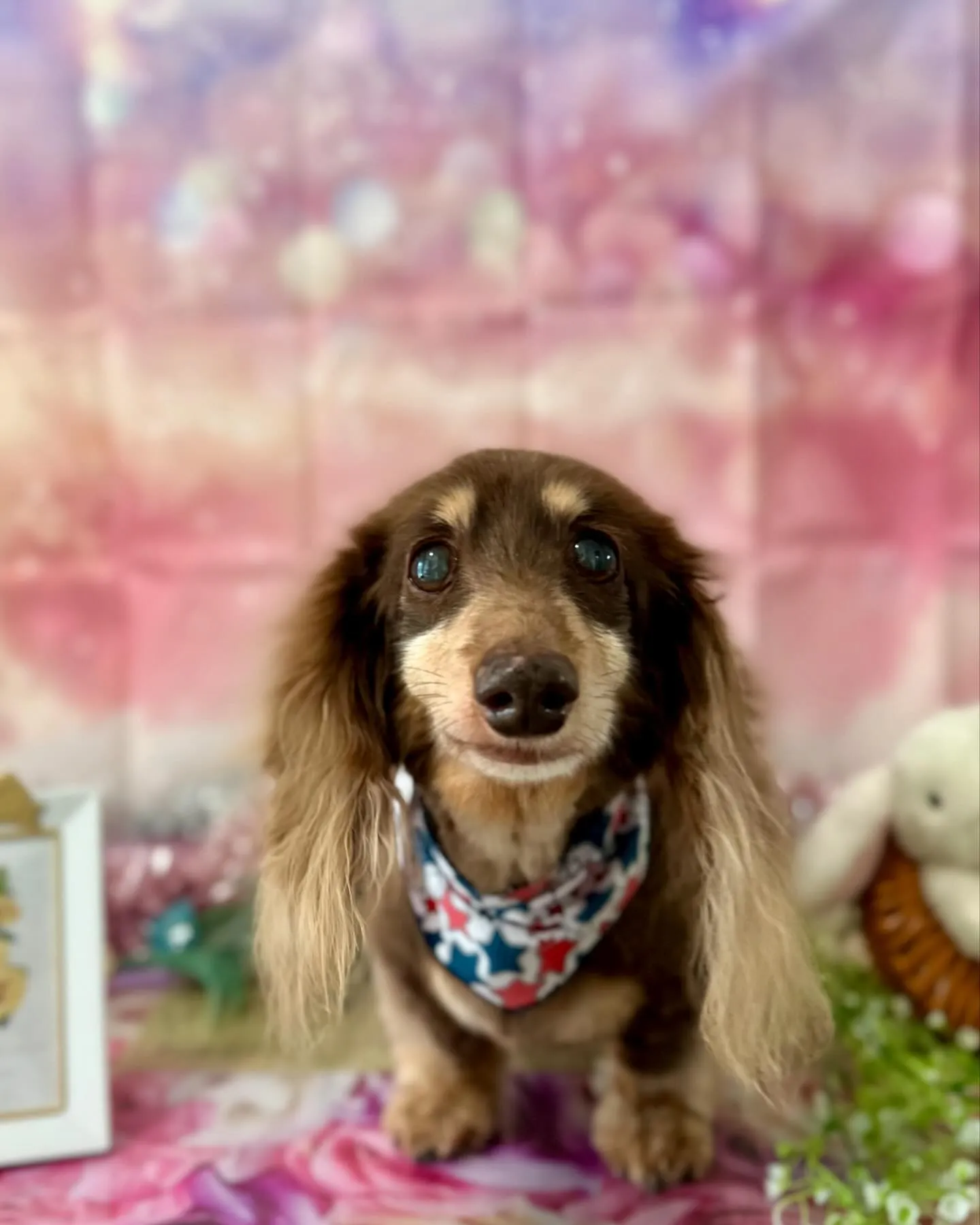 トリミングに来てくれたわんこさんです🎶