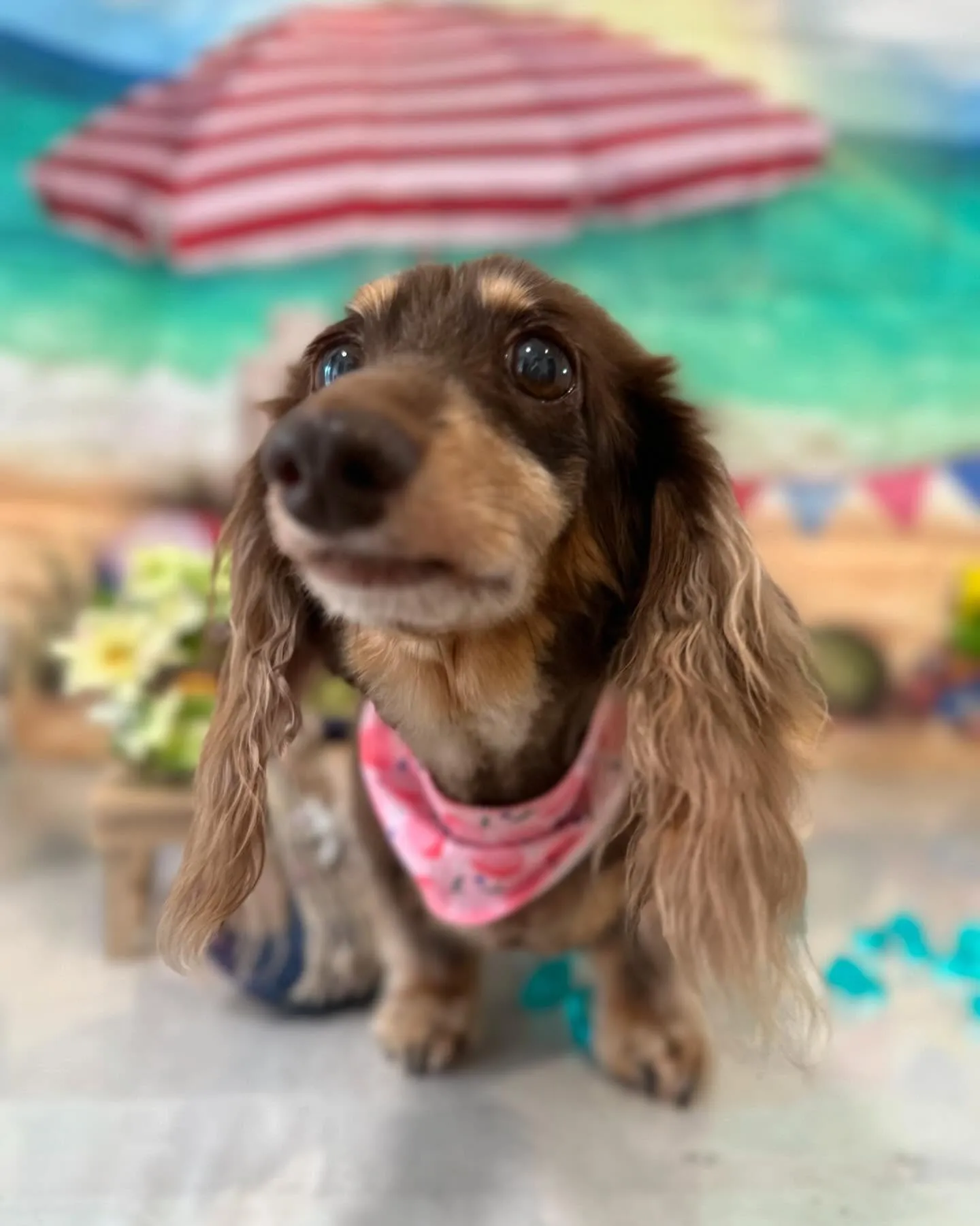 トリミングに来てくれたわんこさんです🎶