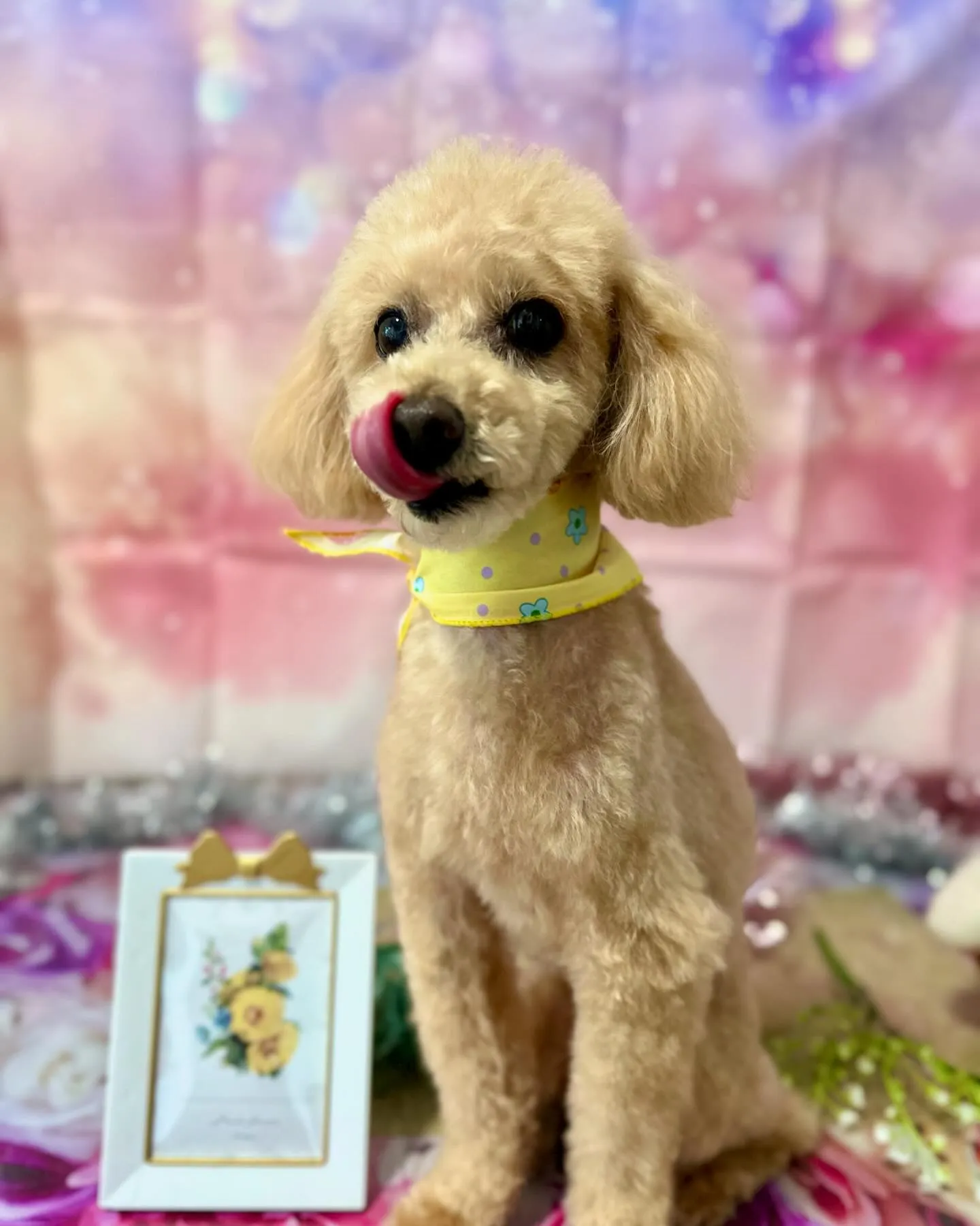 トリミングに来てくれたわんこさんです🎶