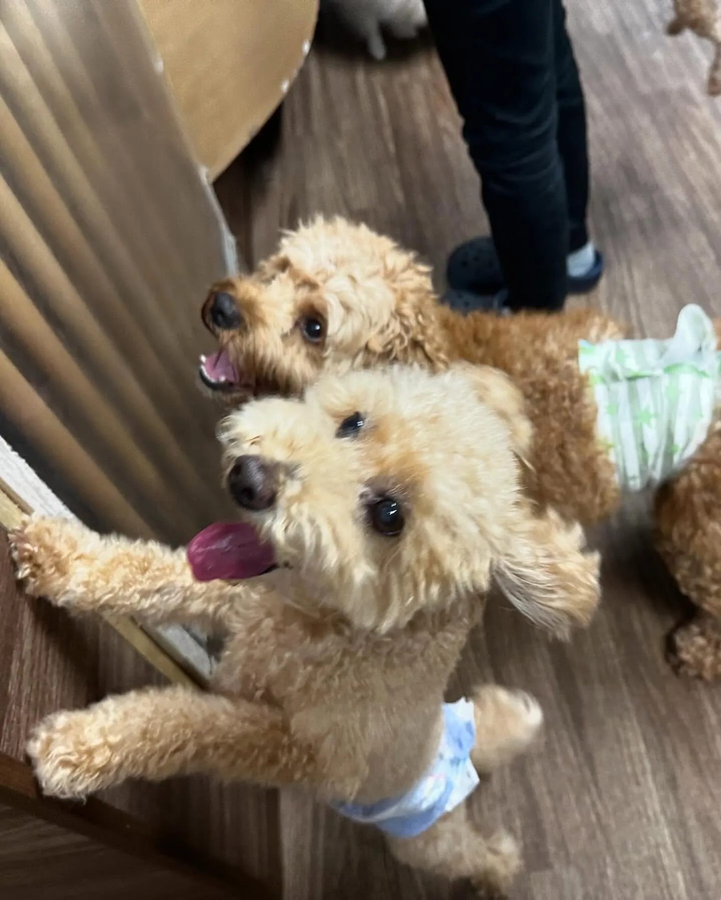 トリミングに来てくれたわんこさんです🎶