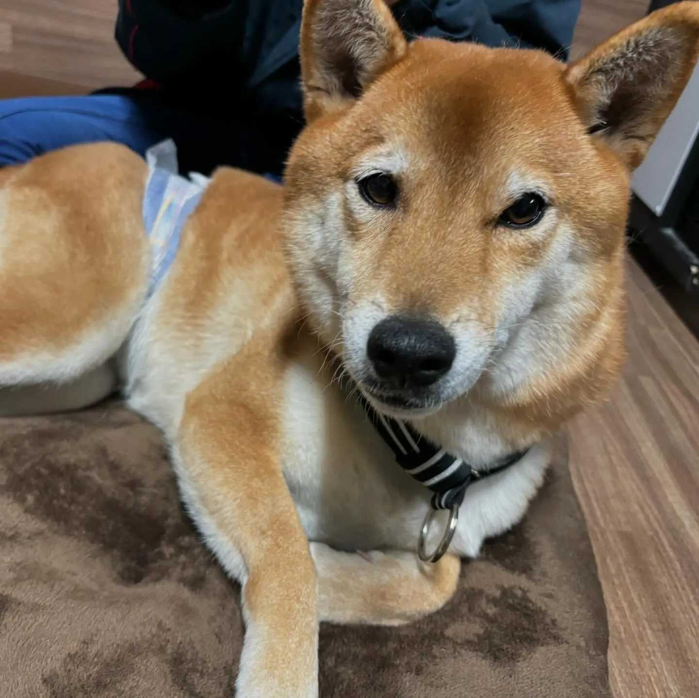 入会してくれたコロ助くんです🎶