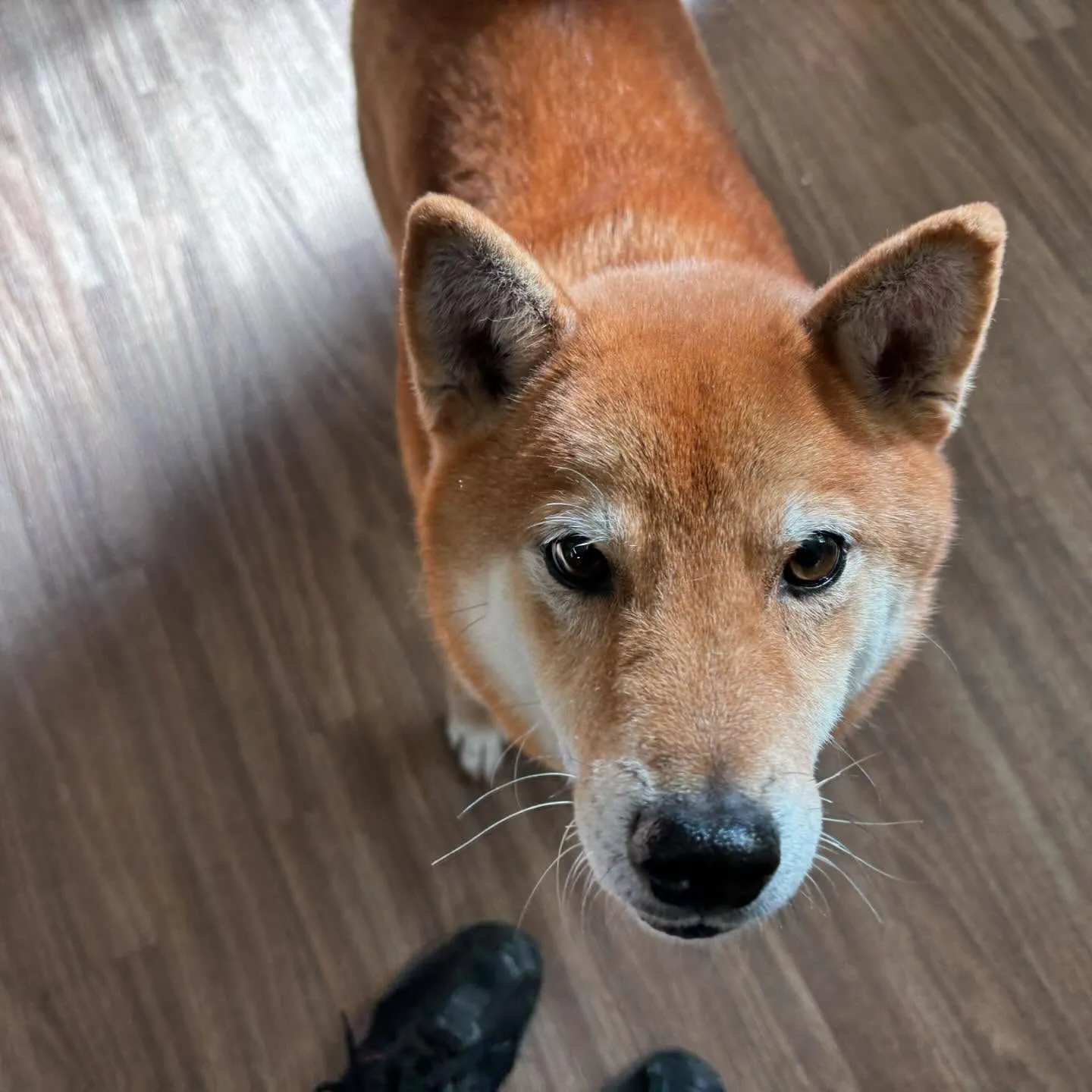 入会してくれたコロ助くんです🎶