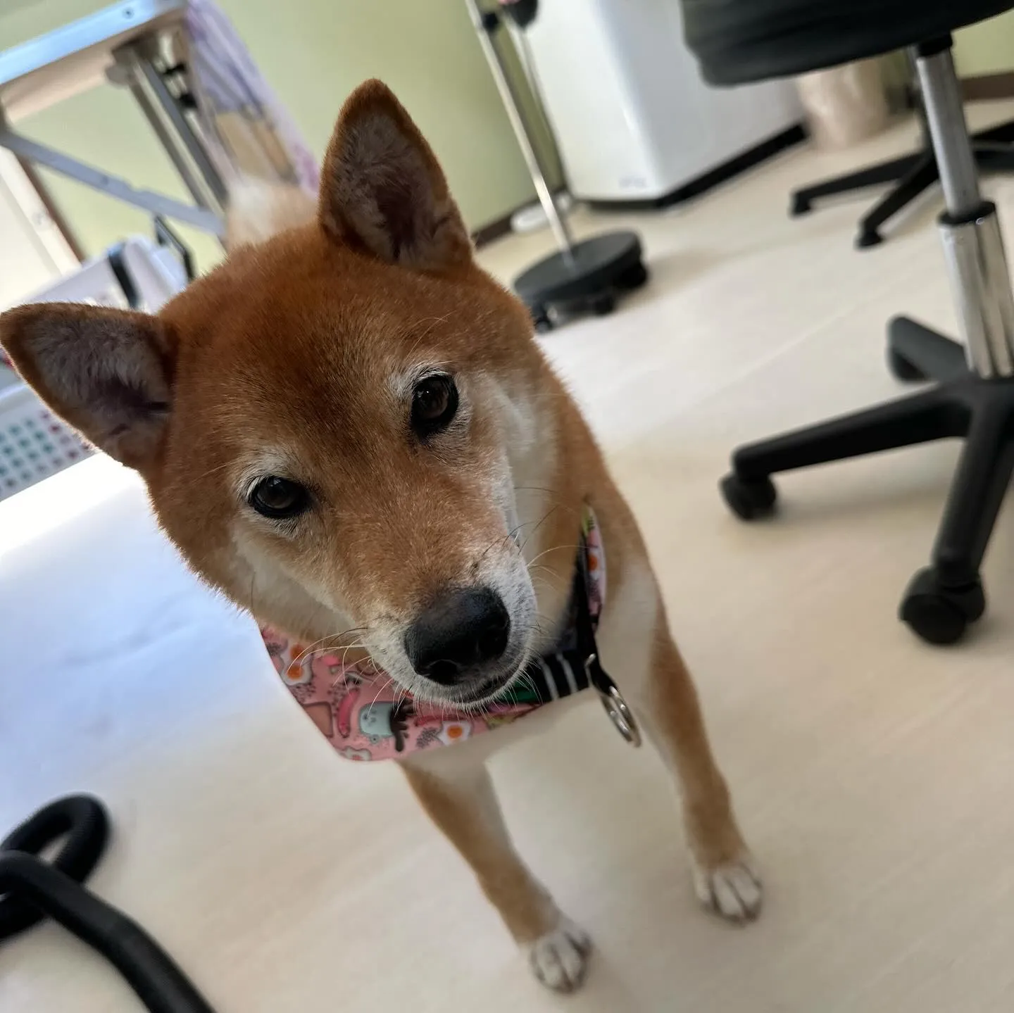 入会してくれたコロ助くんです🎶