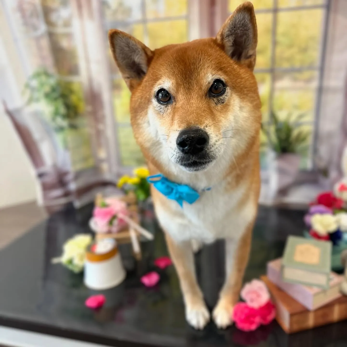 入会してくれたコロ助くんです🎶