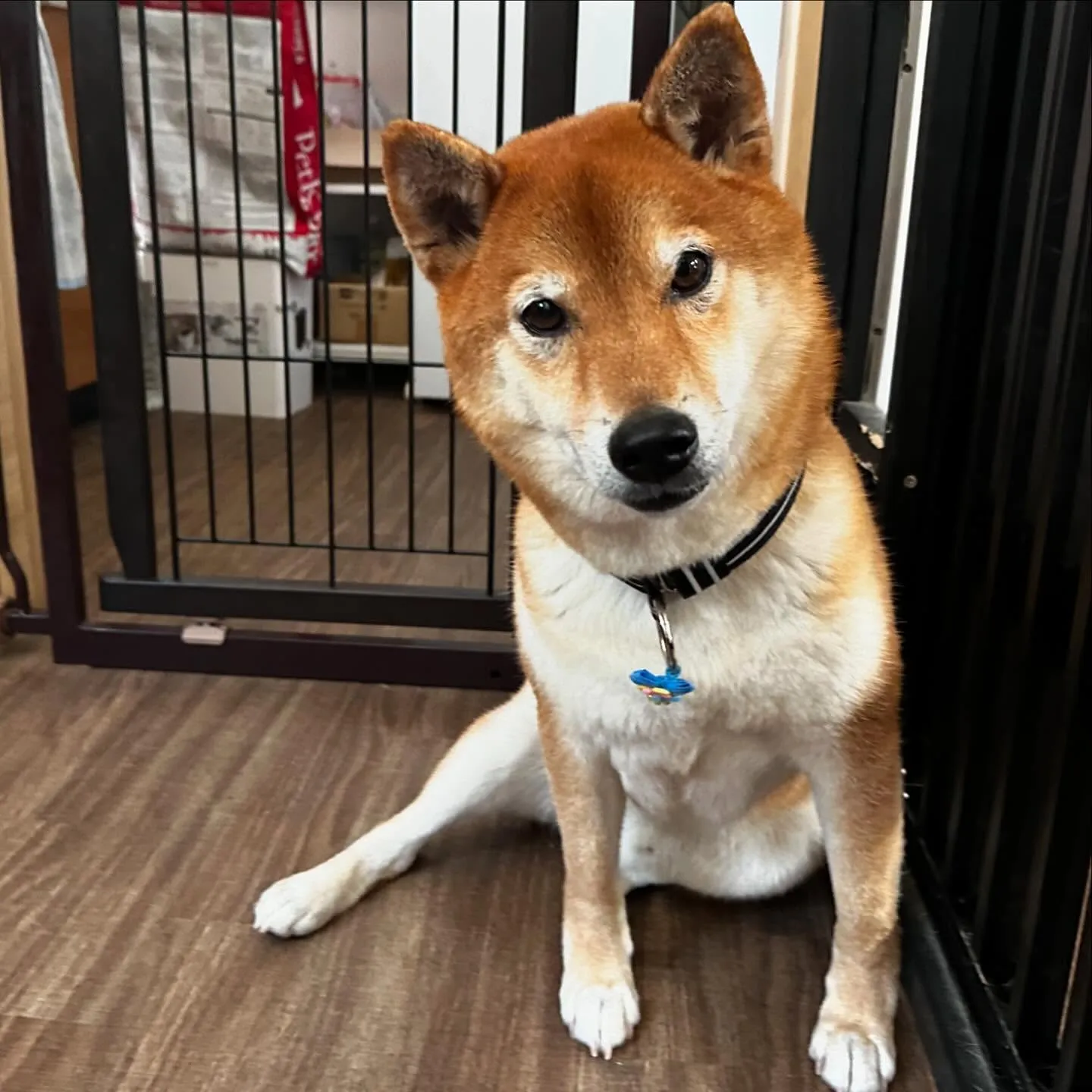 入会してくれたコロ助くんです🎶