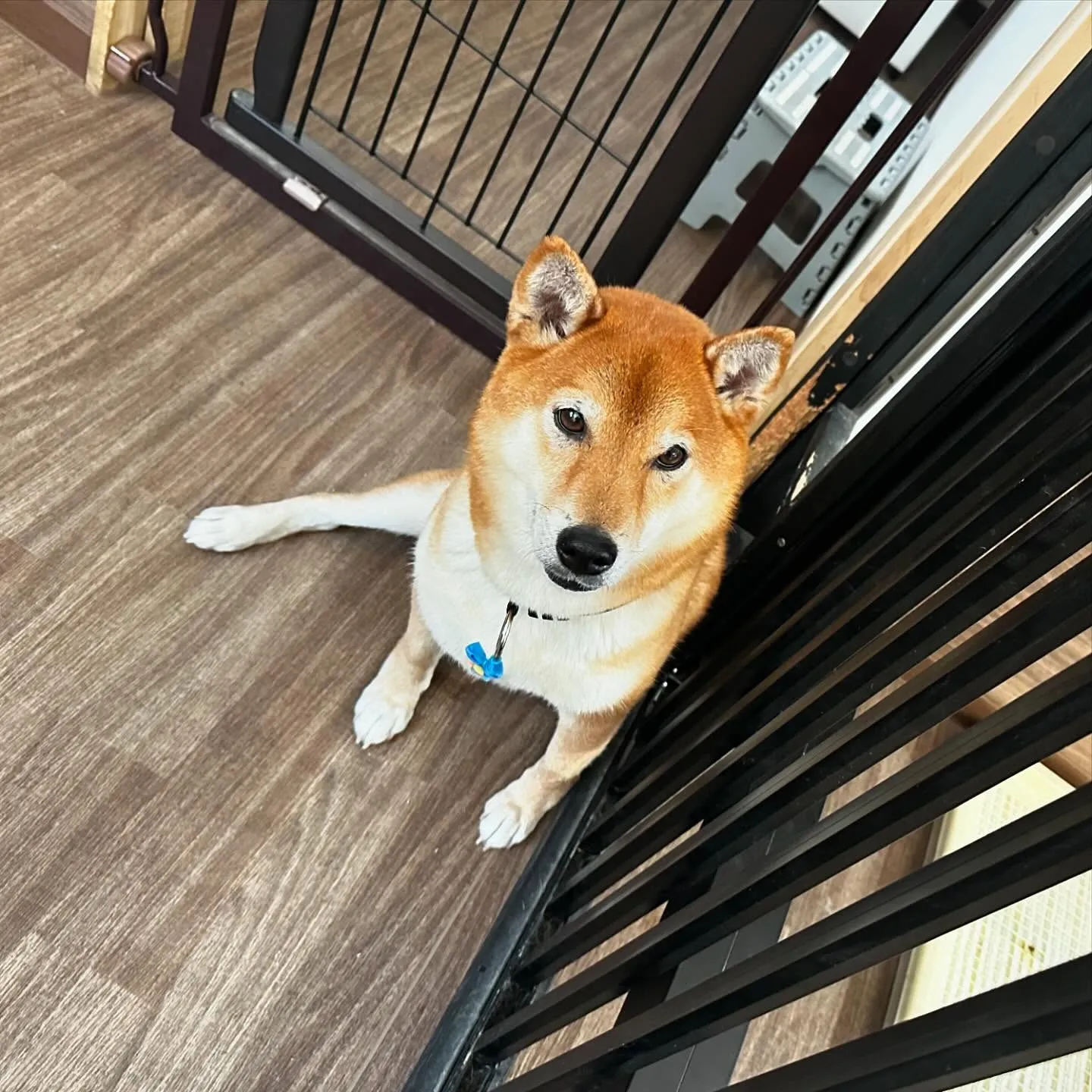 入会してくれたコロ助くんです🎶