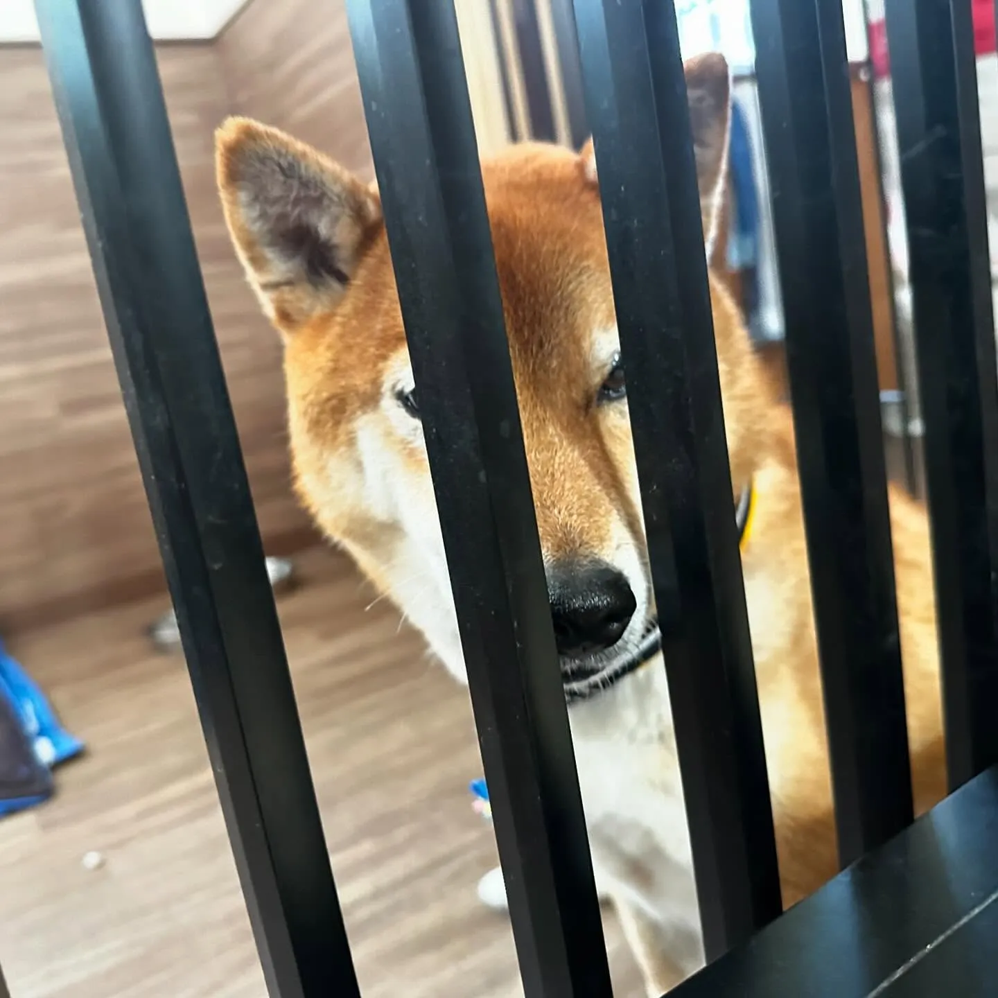 入会してくれたコロ助くんです🎶