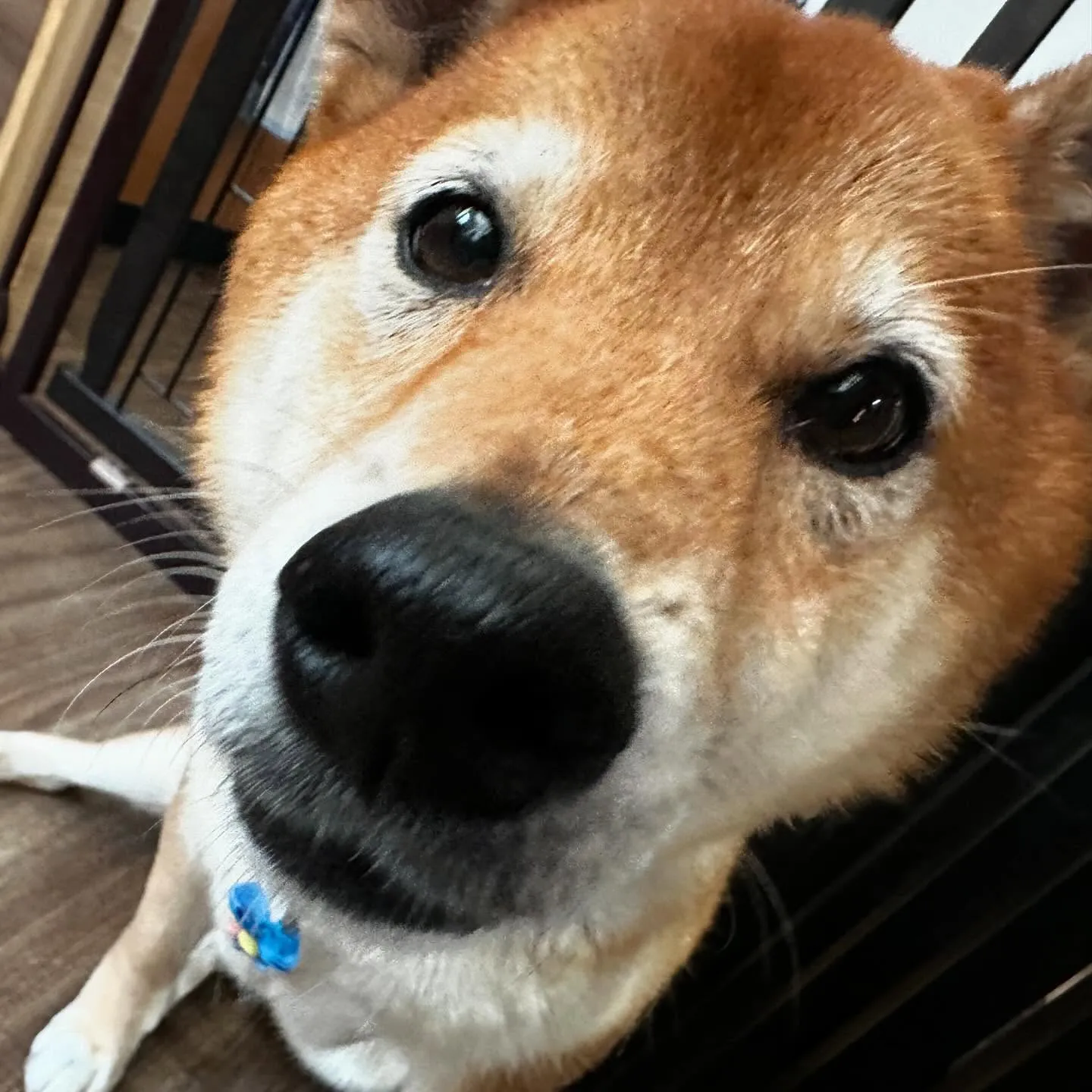 入会してくれたコロ助くんです🎶