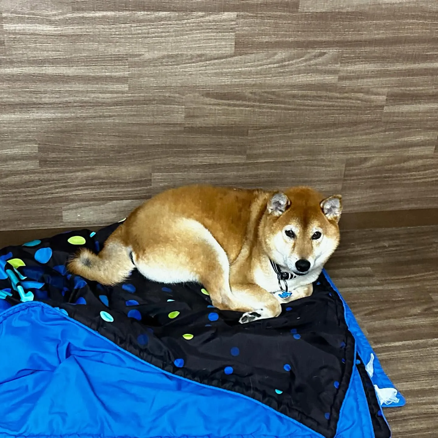 入会してくれたコロ助くんです🎶