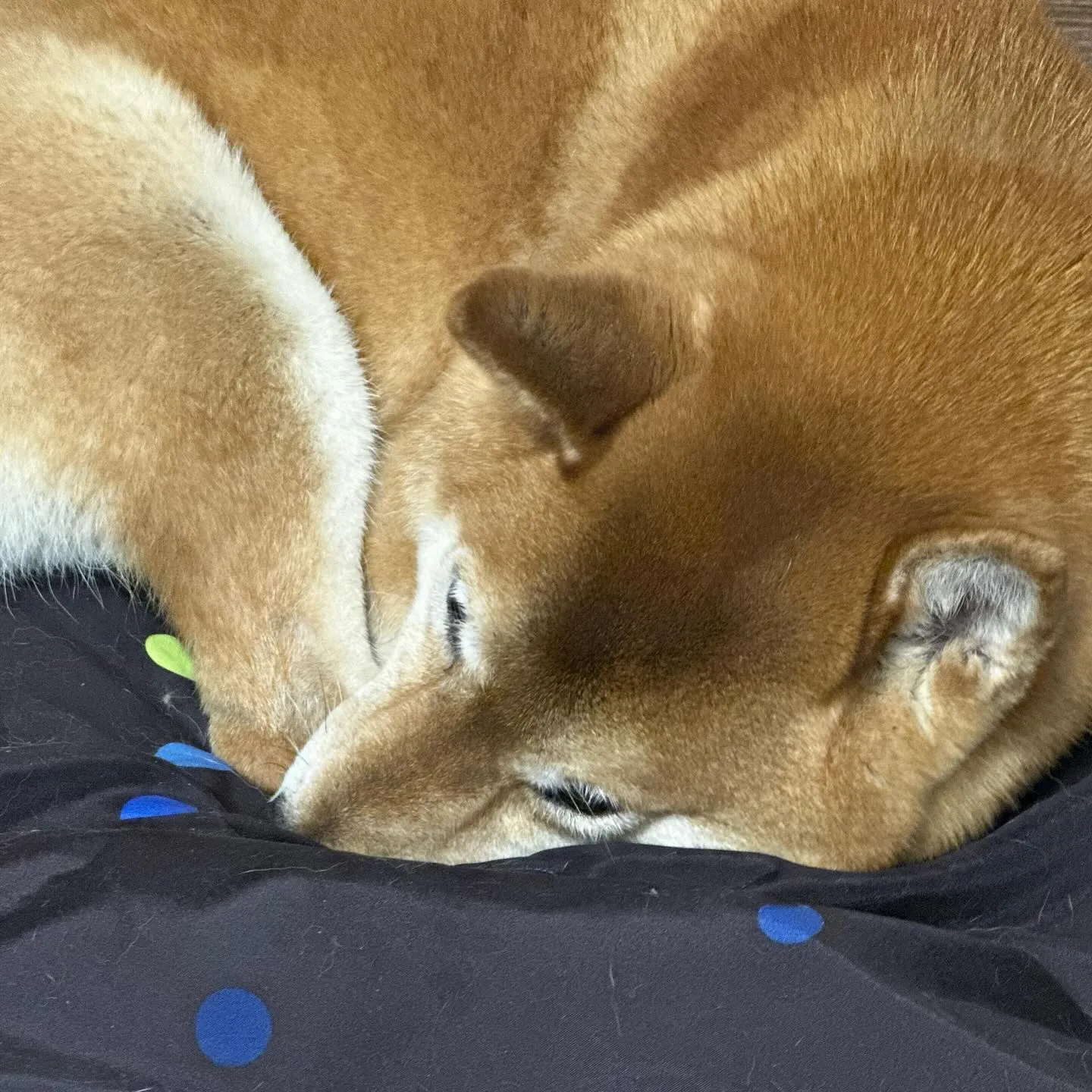 入会してくれたコロ助くんです🎶