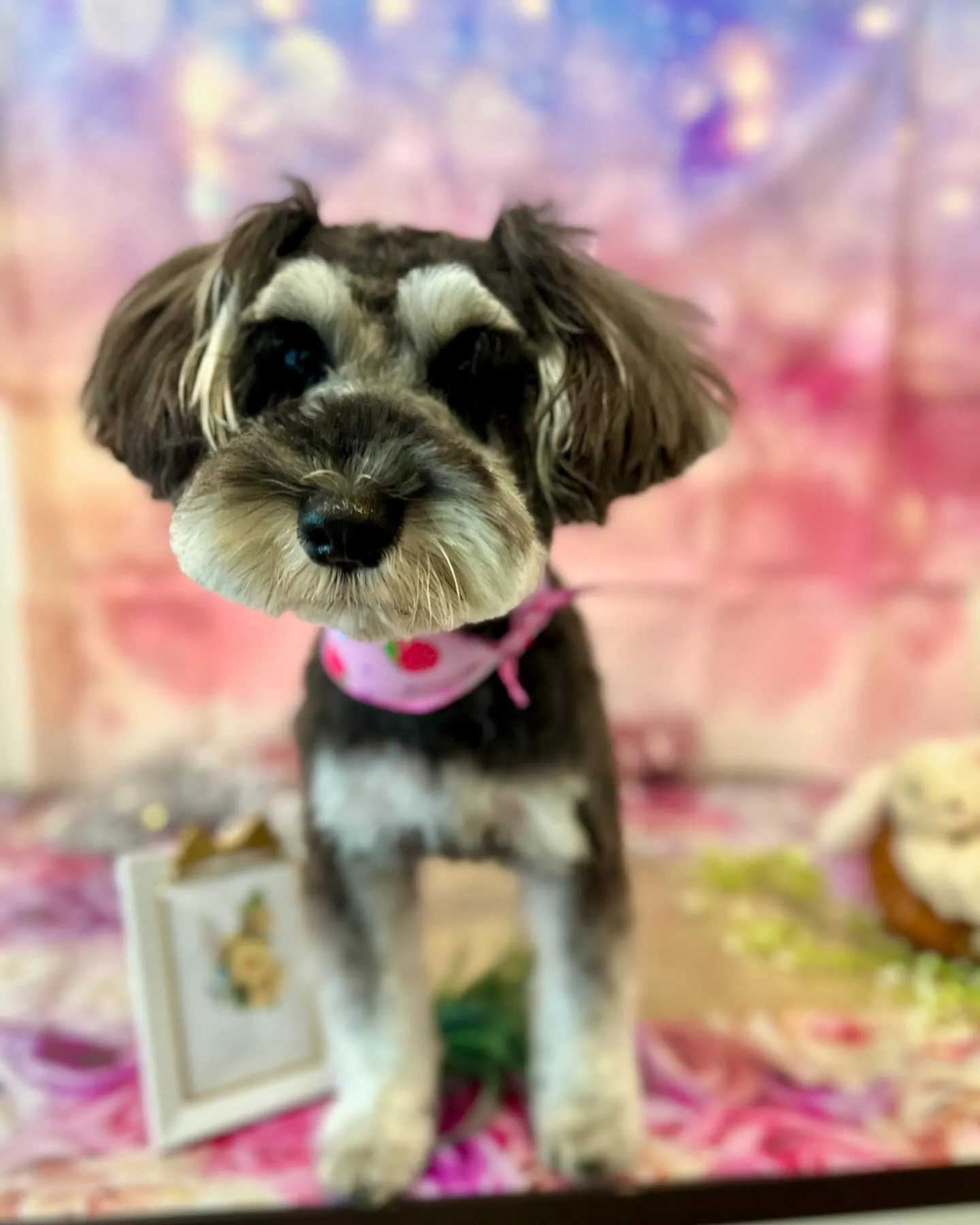 トリミングに来てくれたわんこさんたちです🐾