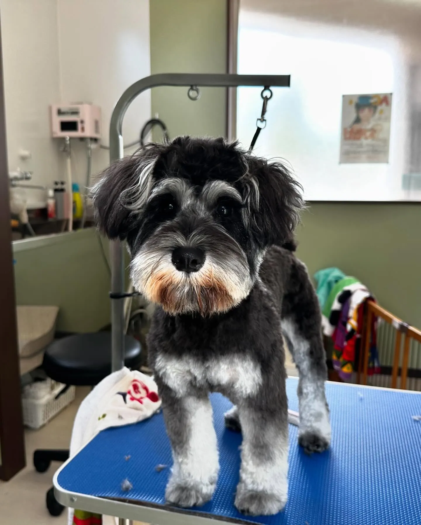 トリミングに来てくれたわんこさんたちです🐾