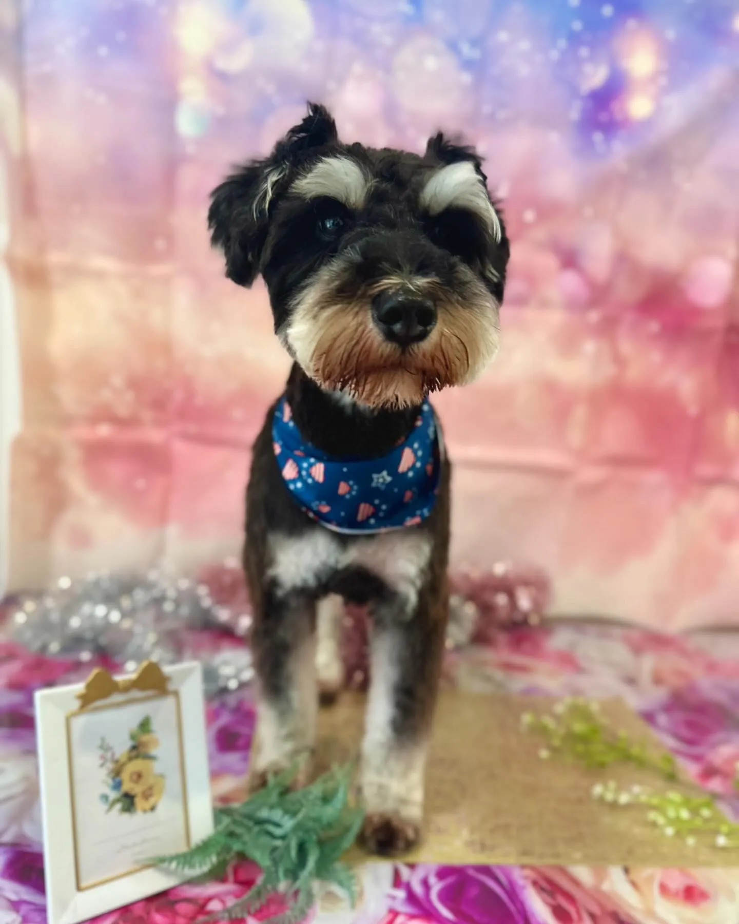 トリミングに来てくれたわんこさんたちです🐾