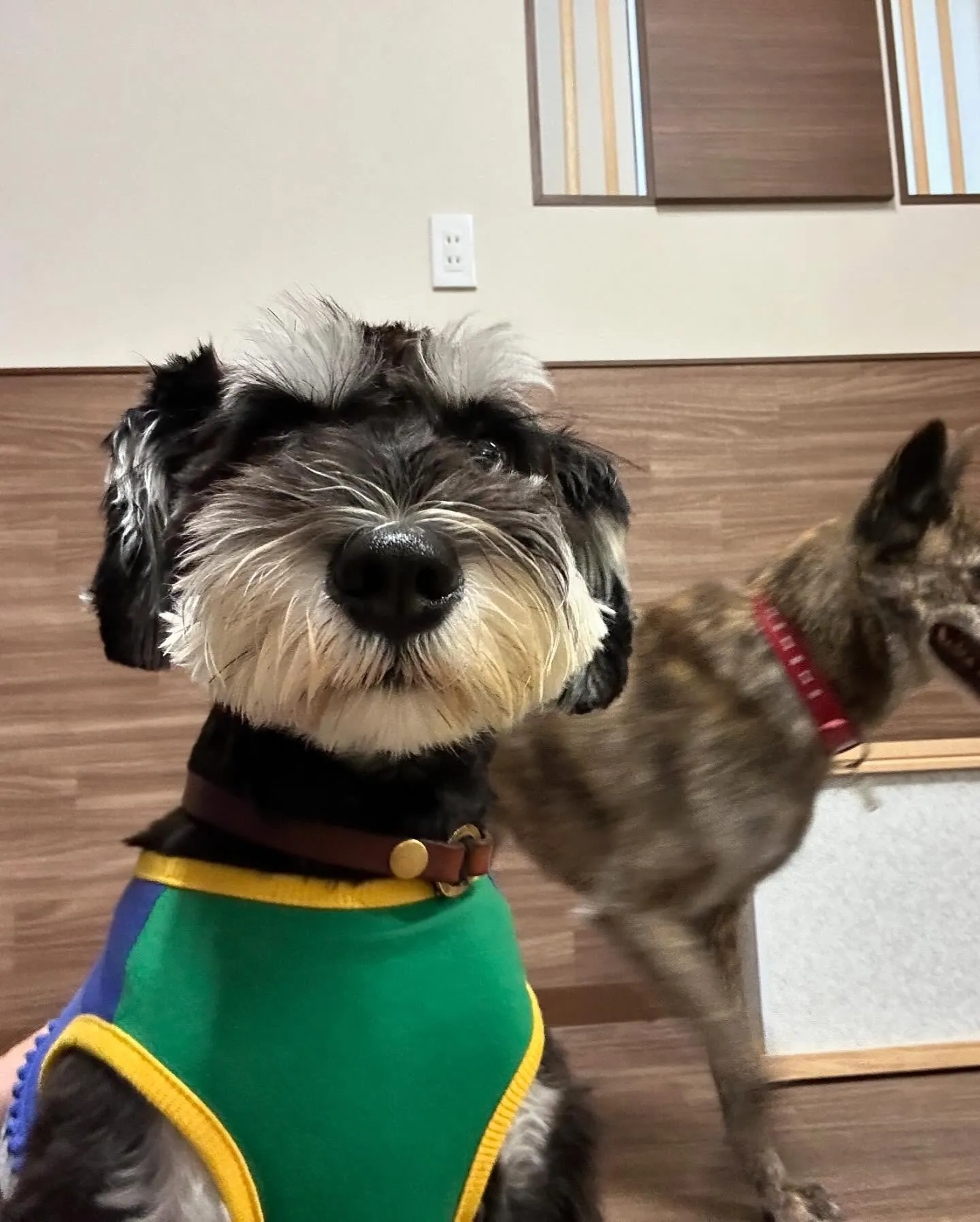 トリミングに来てくれたわんこさんたちです🐾