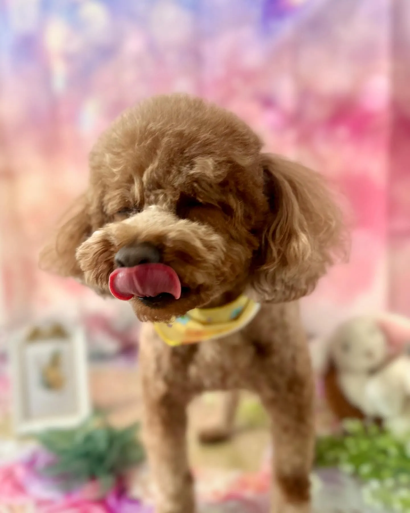 トリミングに来てくれたわんこさんたちです🐾