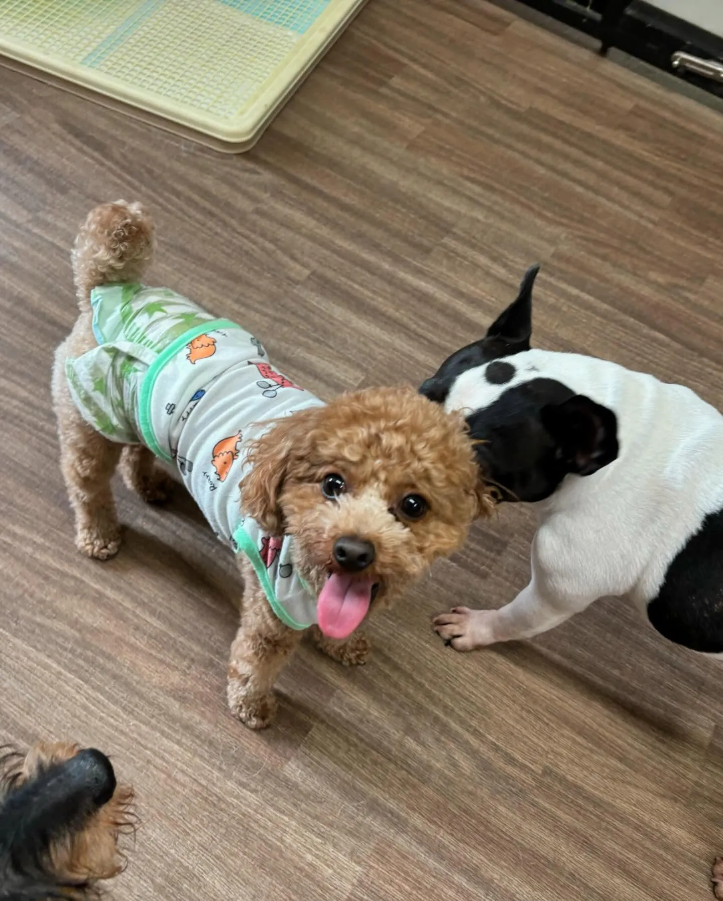 トリミングに来てくれたわんこさんたちです🐾