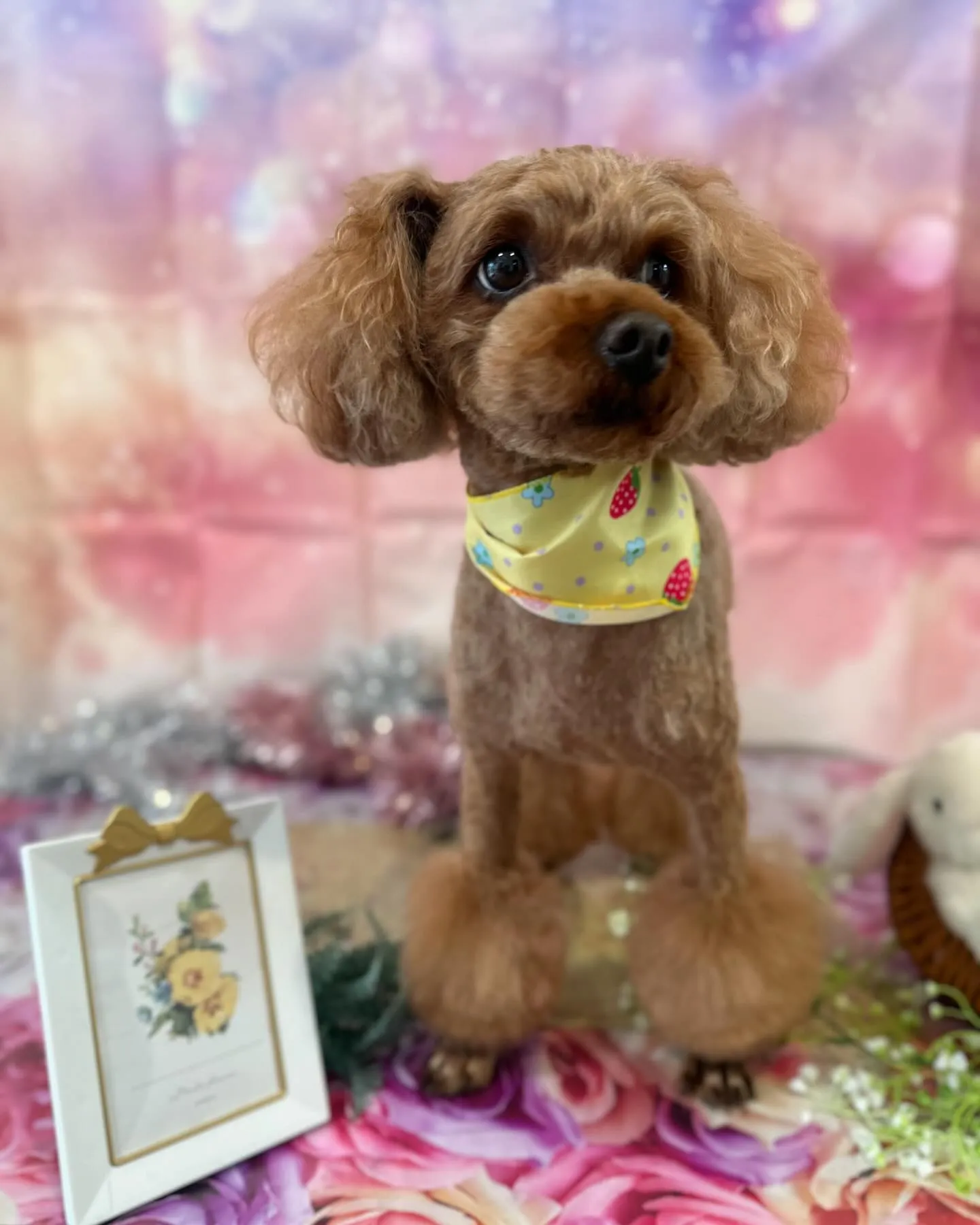 トリミングに来てくれたわんこさんたちです🐾