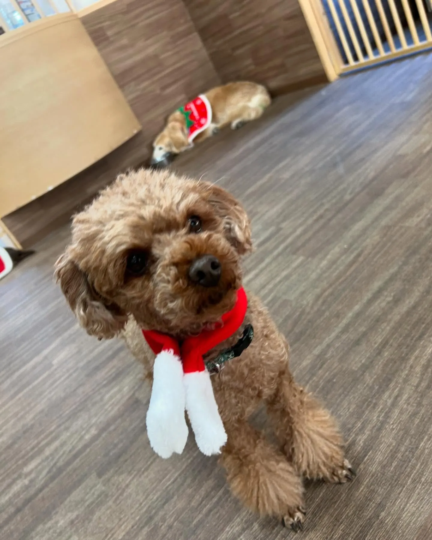 トリミングに来てくれたわんこさんたちです🐾