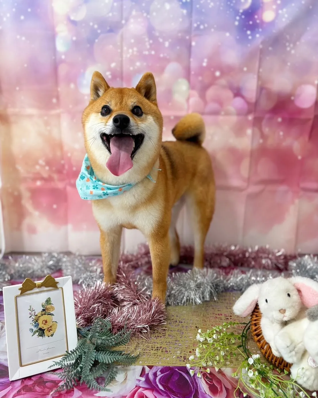 トリミングに来てくれたわんこさんたちです🐾