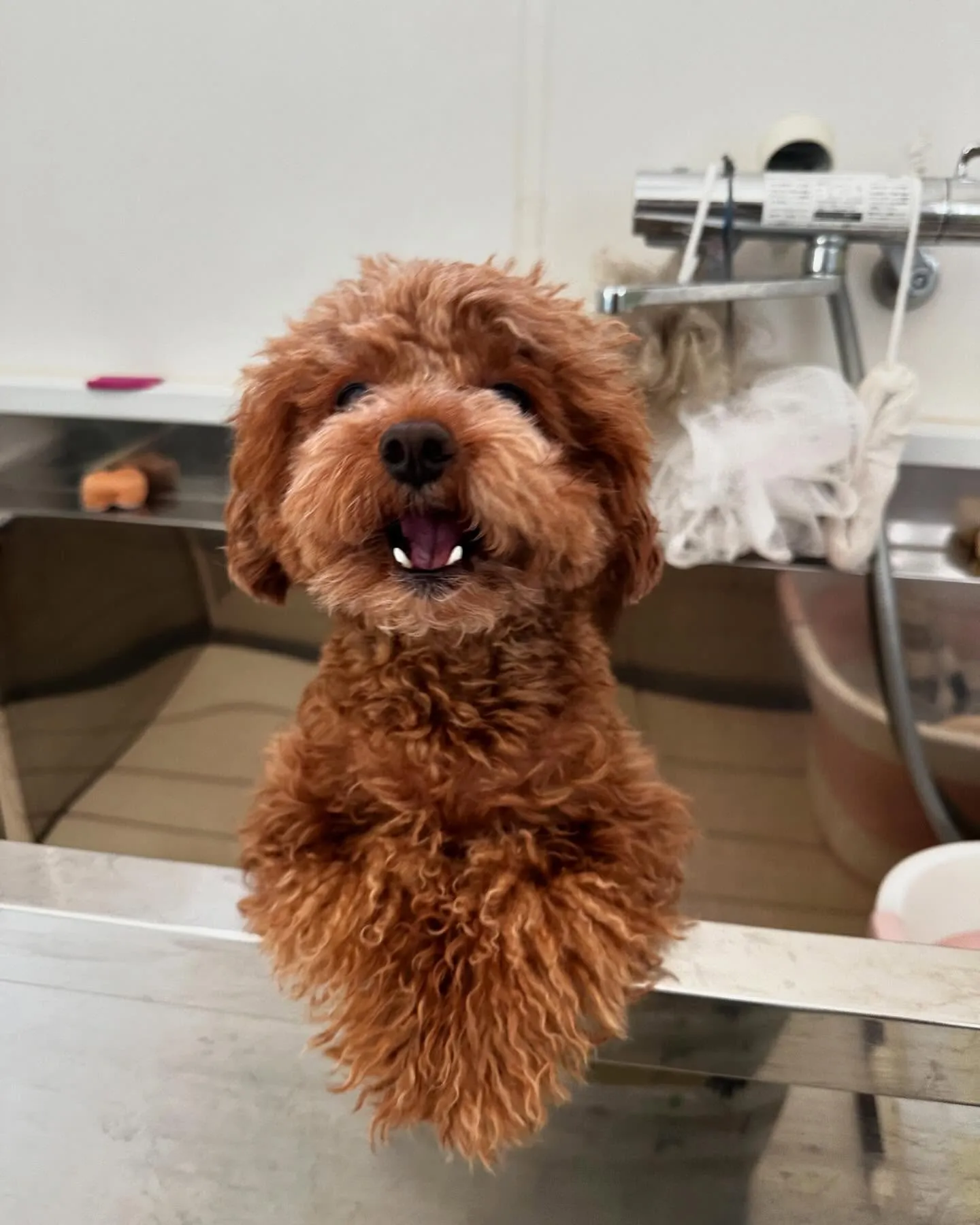 アップできなかった先月のトリミングわんこさんたちです🎀