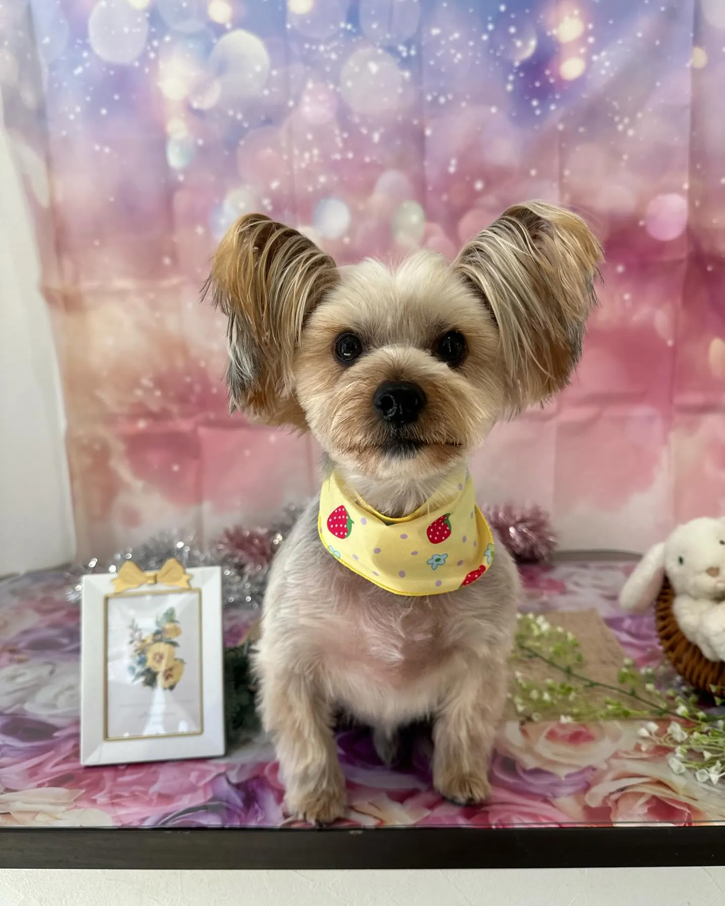 アップできなかった先月のトリミングわんこさんたちです🎀