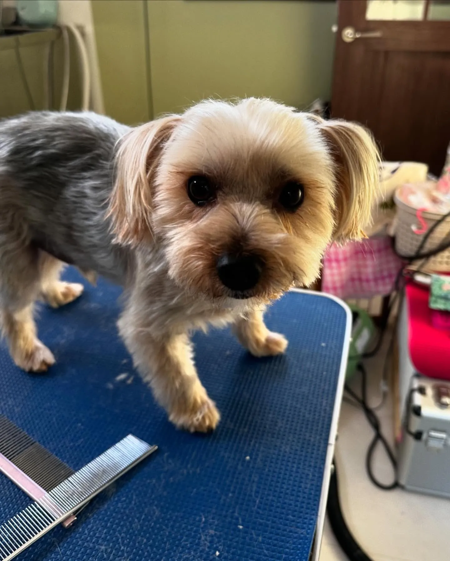 アップできなかった先月のトリミングわんこさんたちです🎀