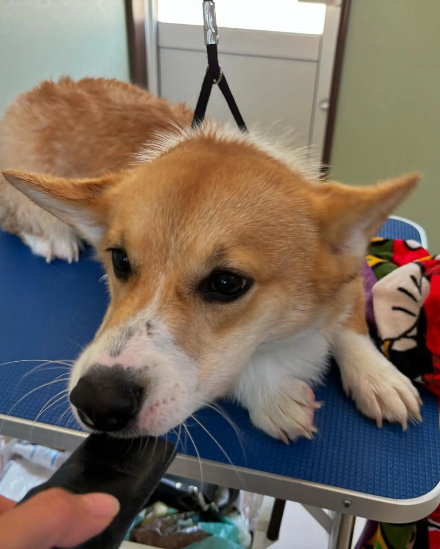 アップできなかった先月のトリミングわんこさんたちです🎀