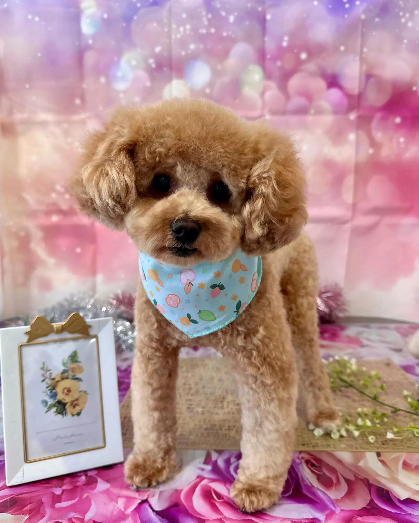 アップできなかった先月のトリミングわんこさんたちです🎀