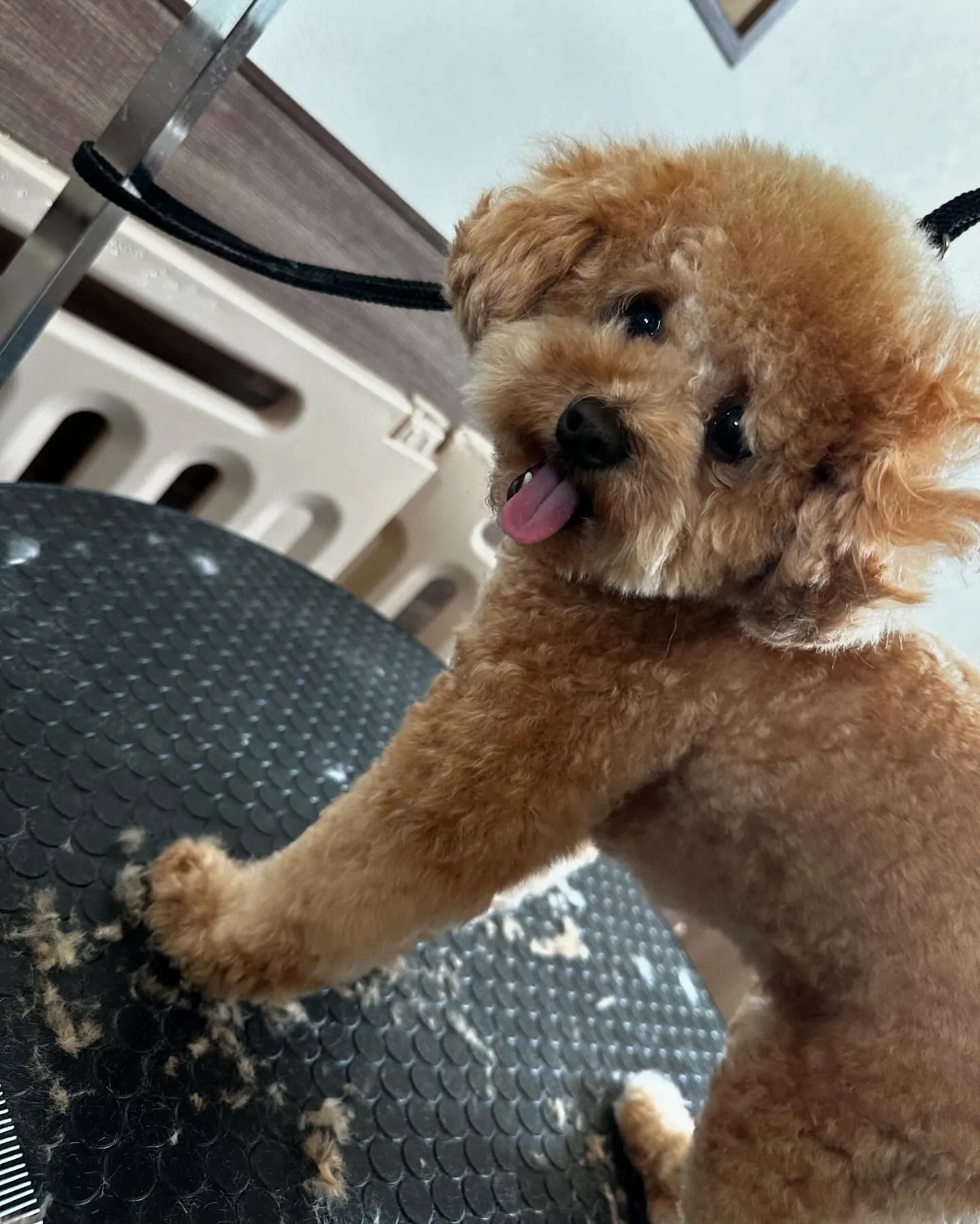 アップできなかった先月のトリミングわんこさんたちです🎀