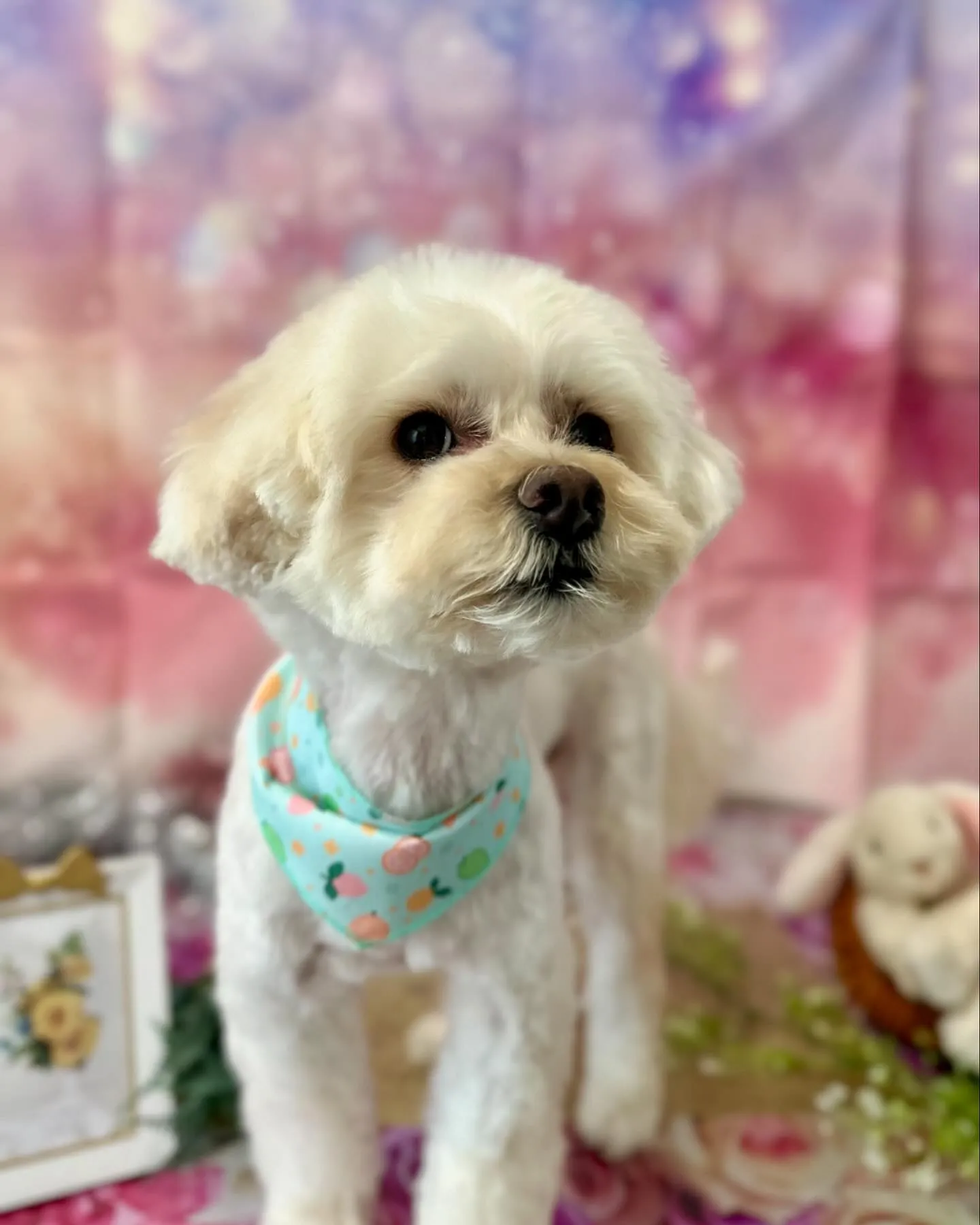 アップできなかった先月のトリミングわんこさんたちです🎀