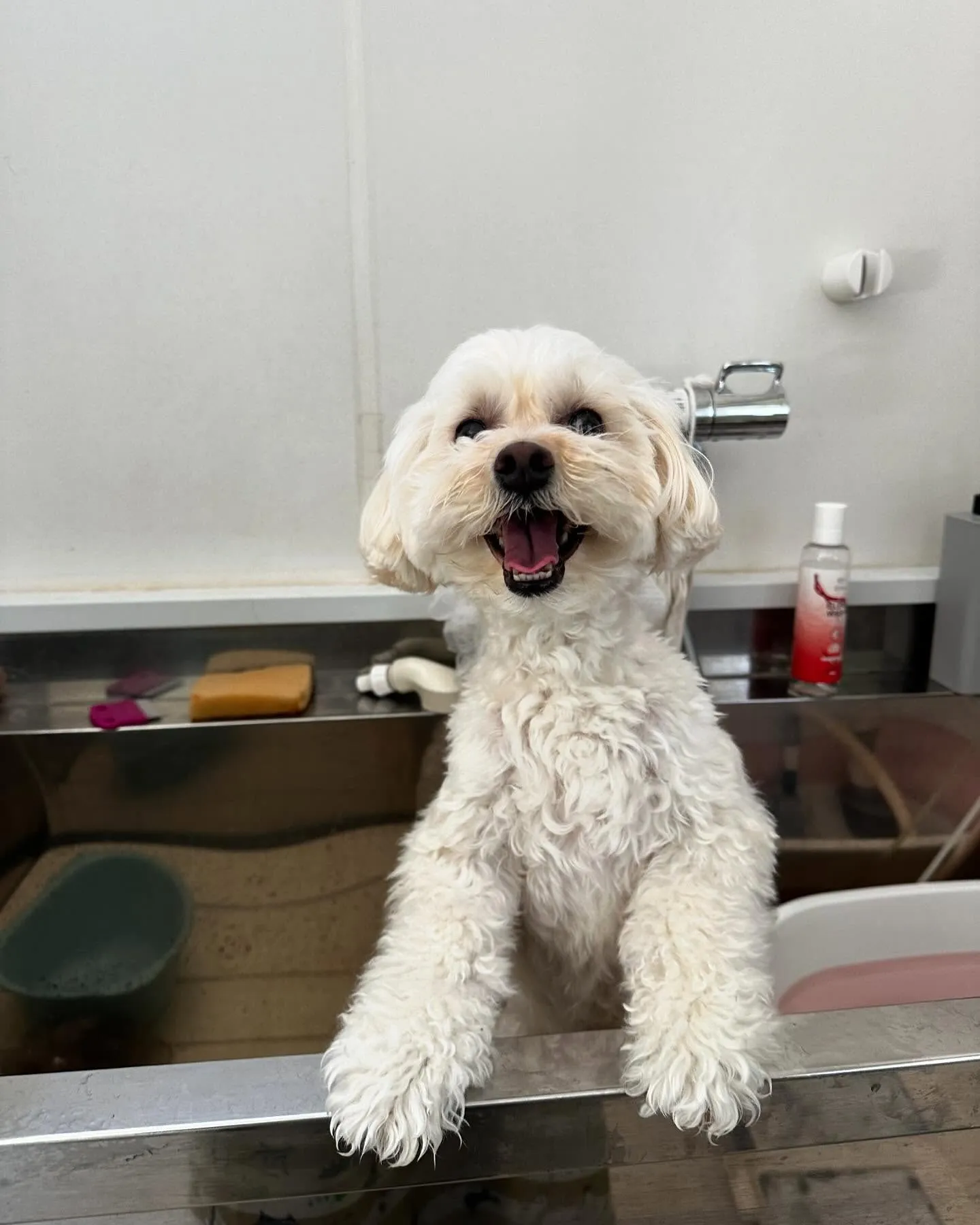 アップできなかった先月のトリミングわんこさんたちです🎀