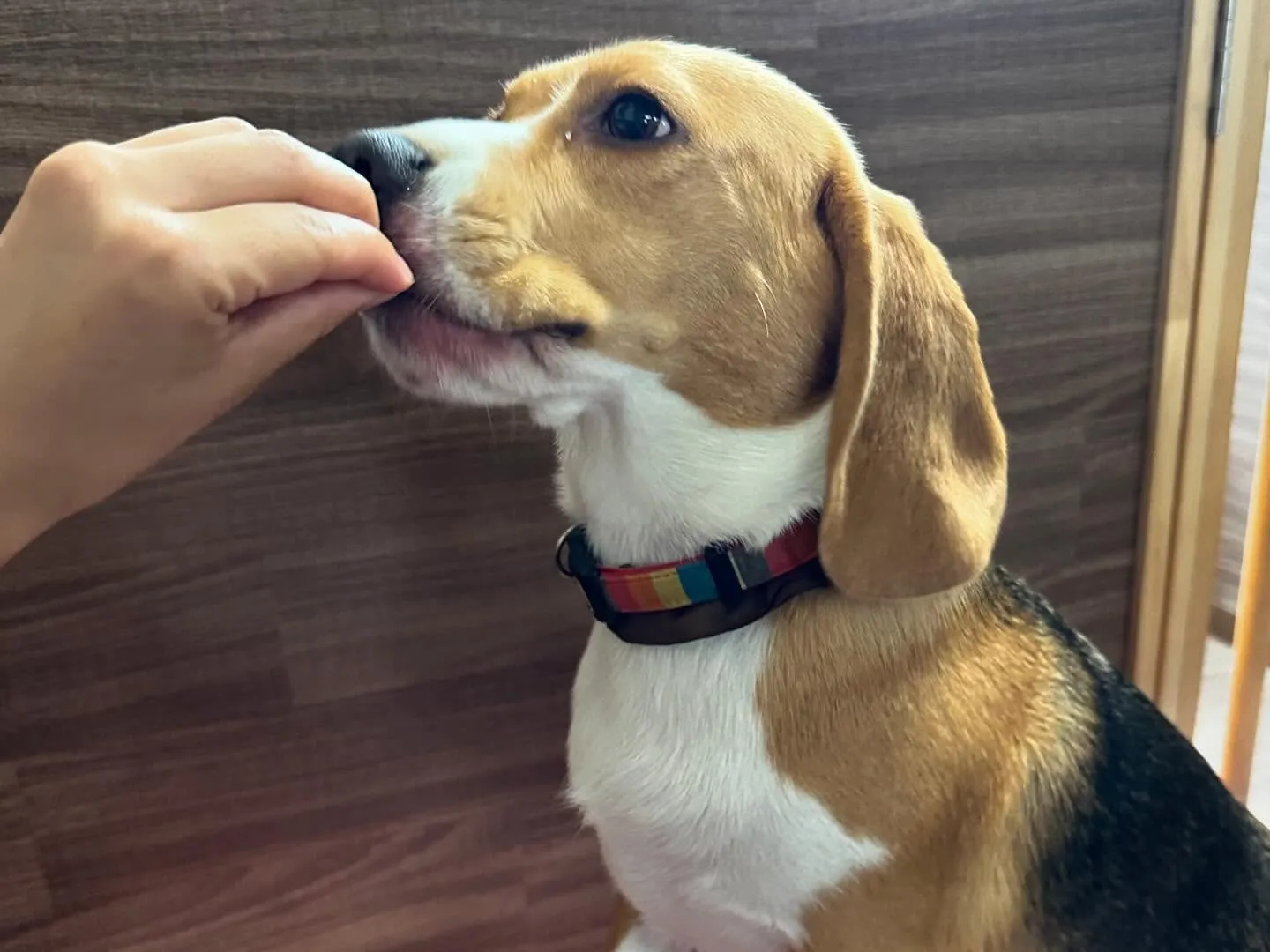 🎵5月のおすすめ商品🎵