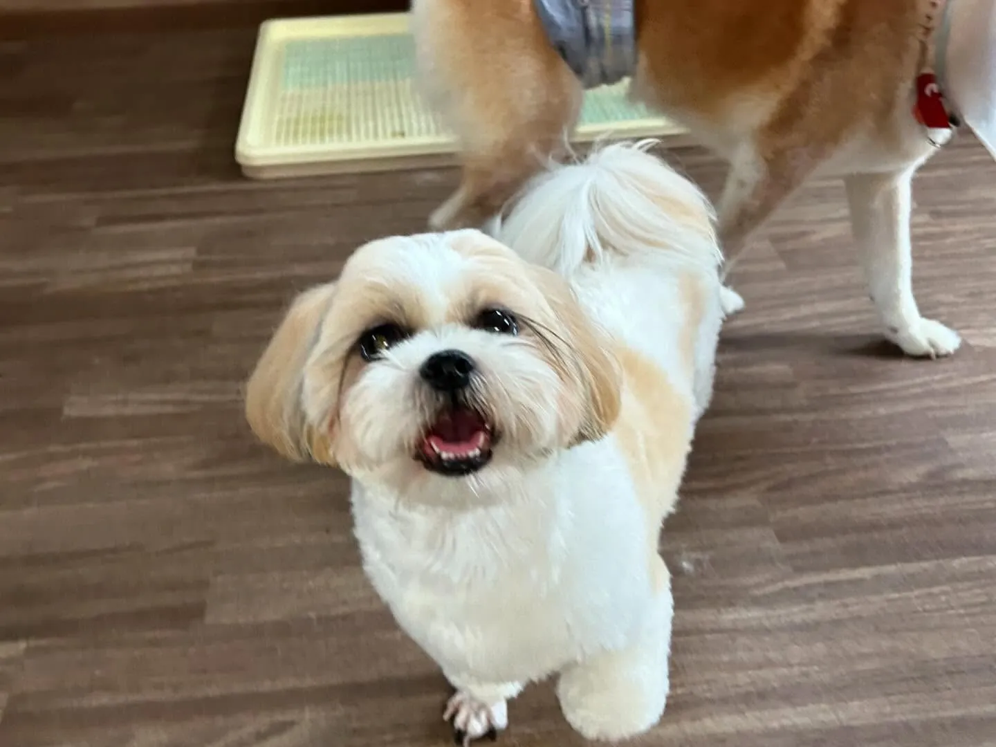 🎵5月のおすすめ商品🎵