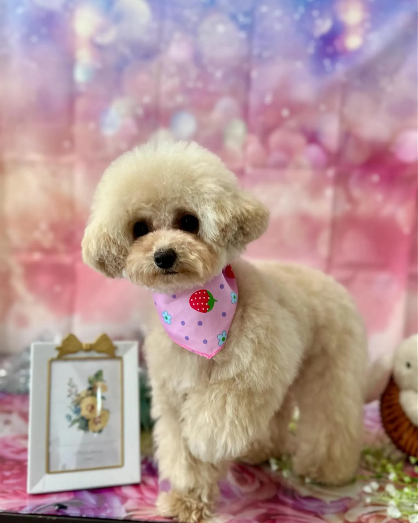 先月アップしきれなかったトリミングわんこさんです💕